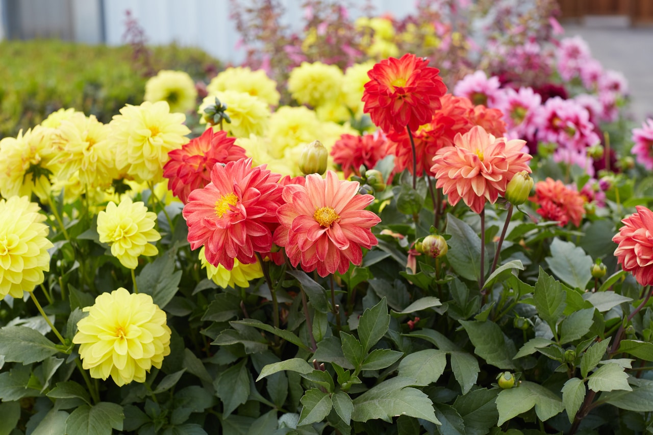 Monrovia 4844 annuals - View #4