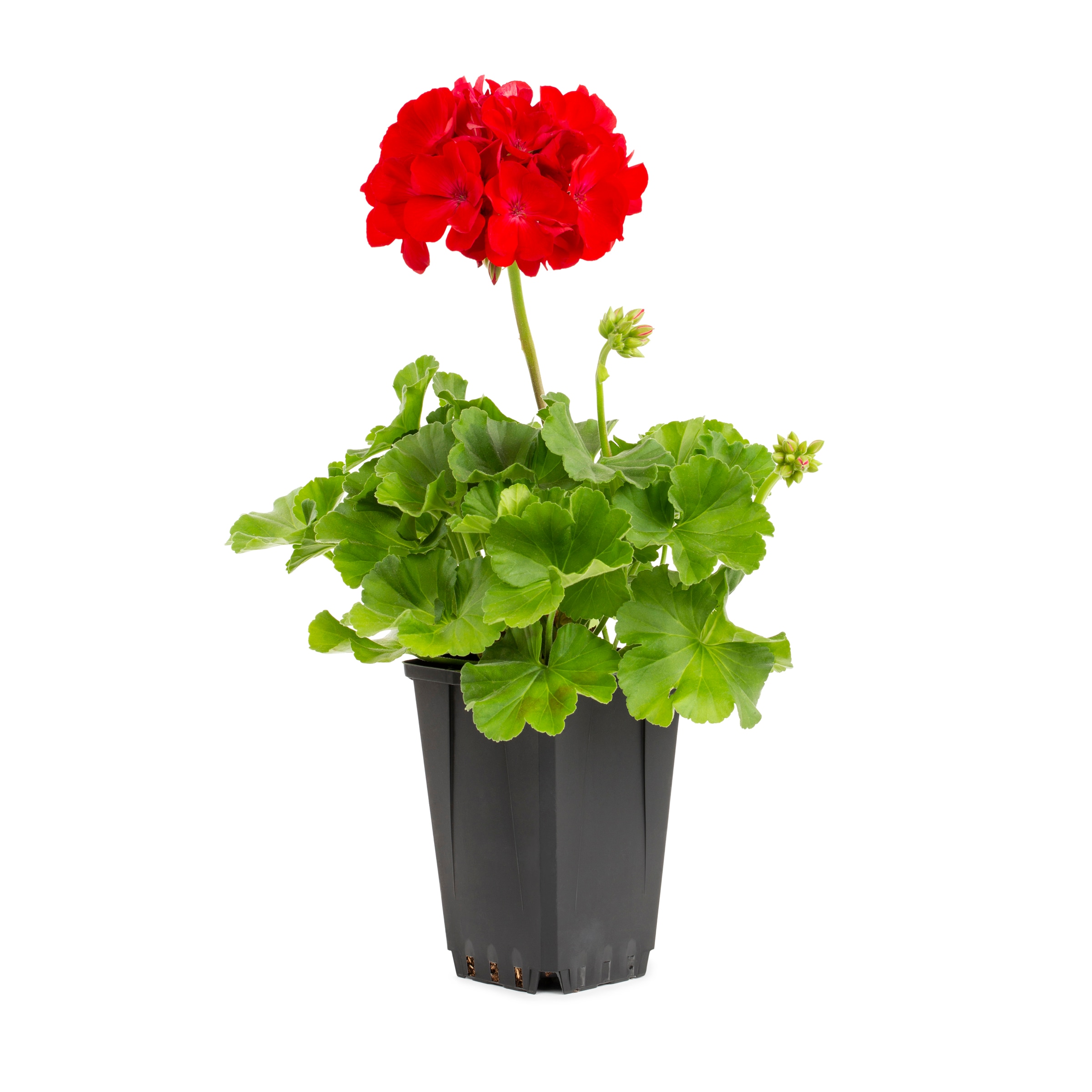 Lowe's Multicolor Geranium in 1-Quart Pot in the Annuals department at ...