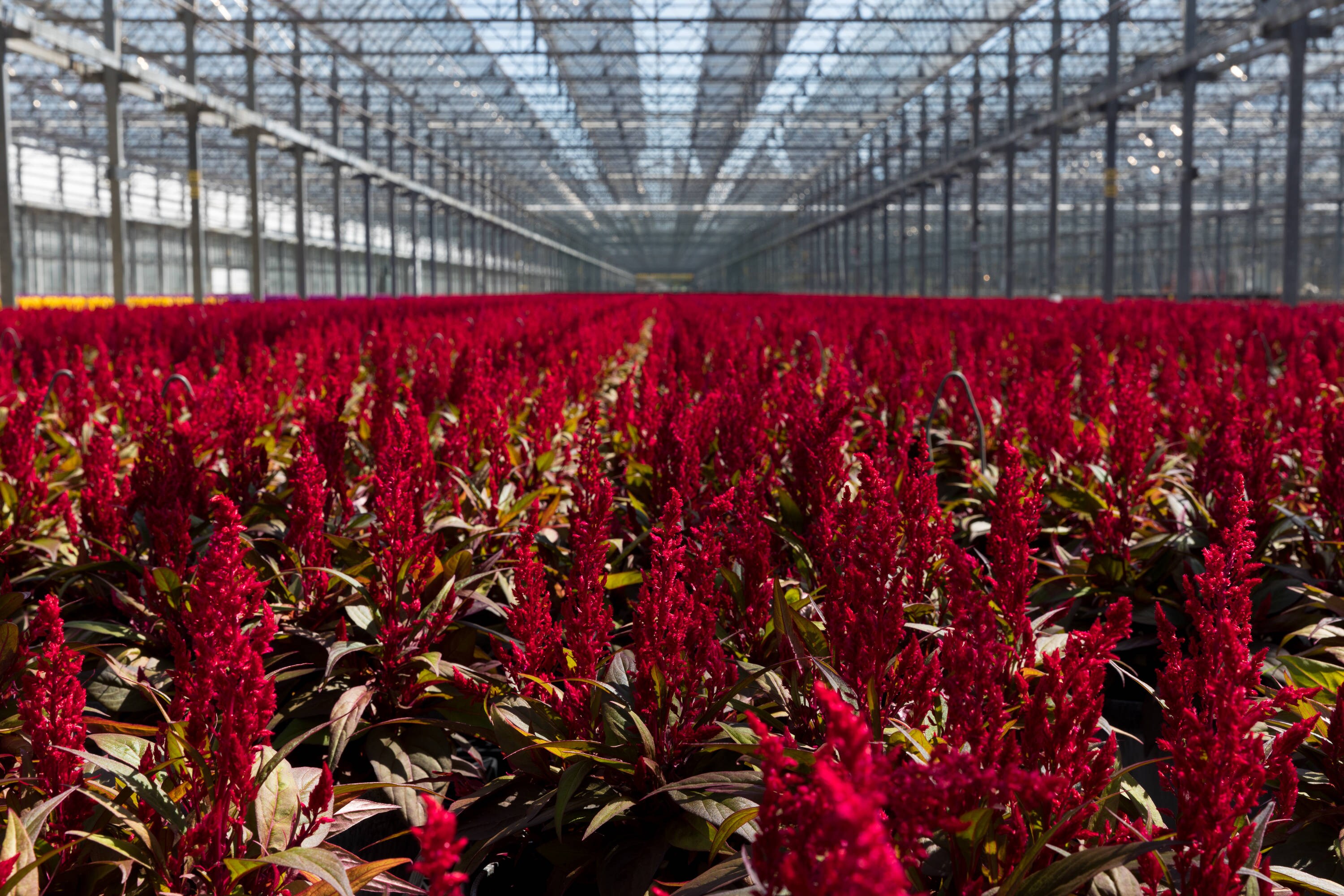 Metrolina Greenhouses 4351 annuals - View #4