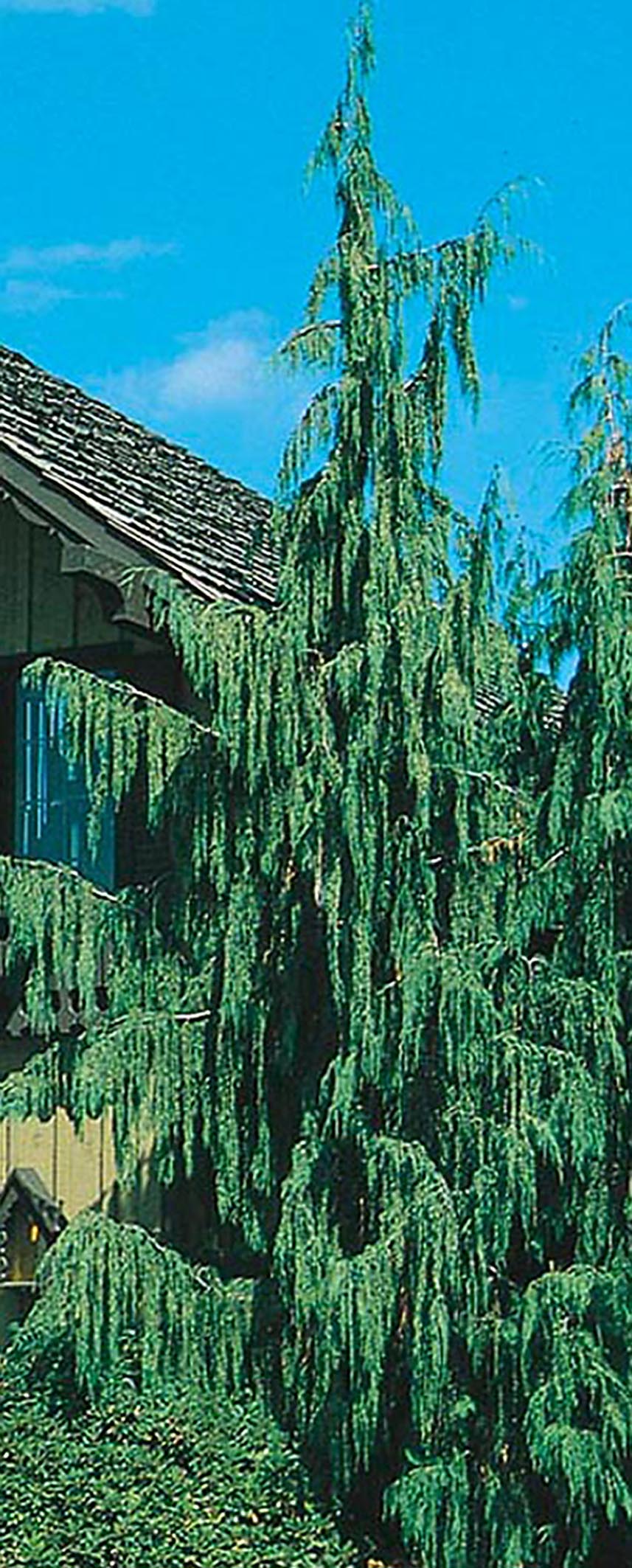  NURSERY 5.5-Gallon Insignificant Feature Tree Weeping Alaskan Cedar