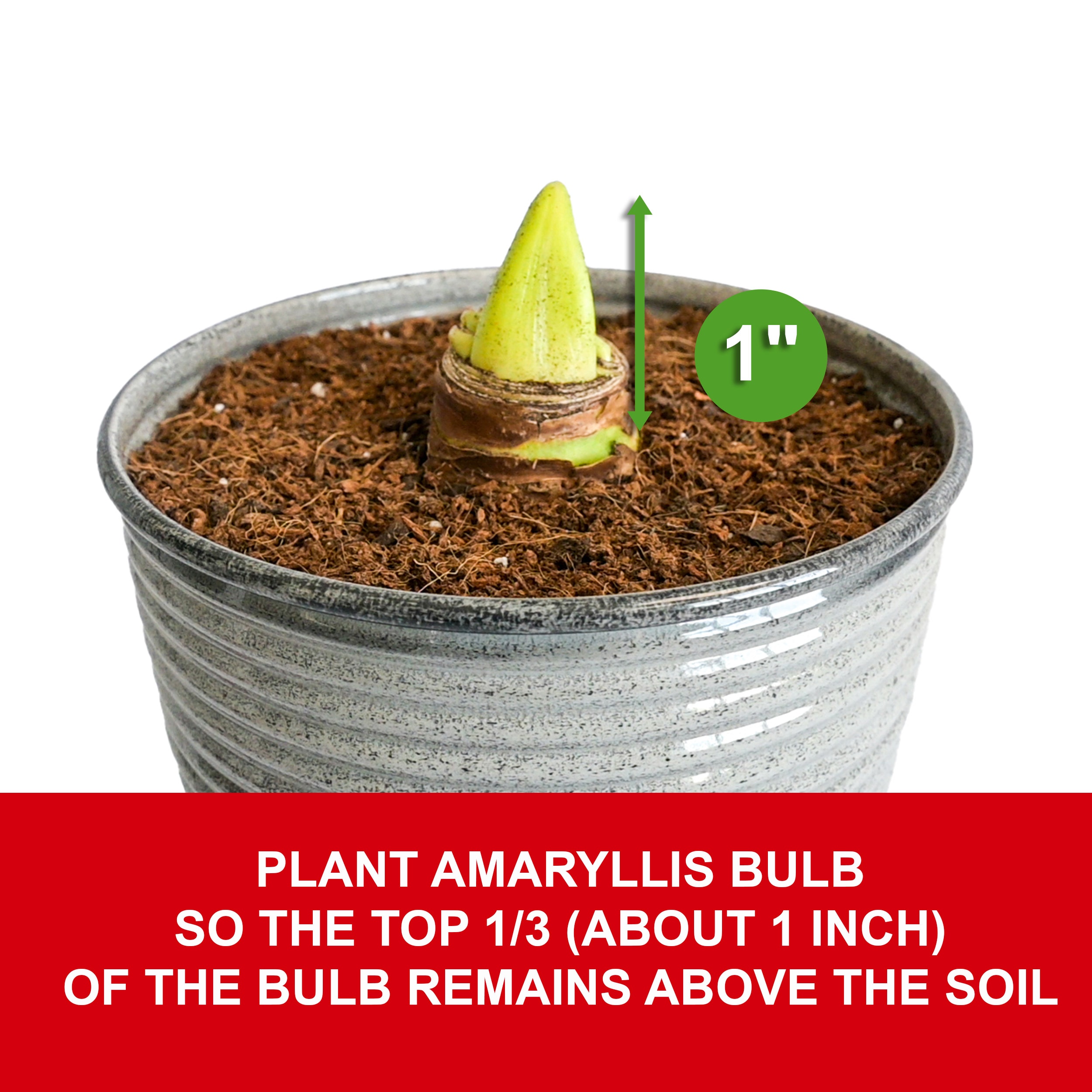 Garden State Bulb ECH-26-01-01 Plant-Bulbs - View #5