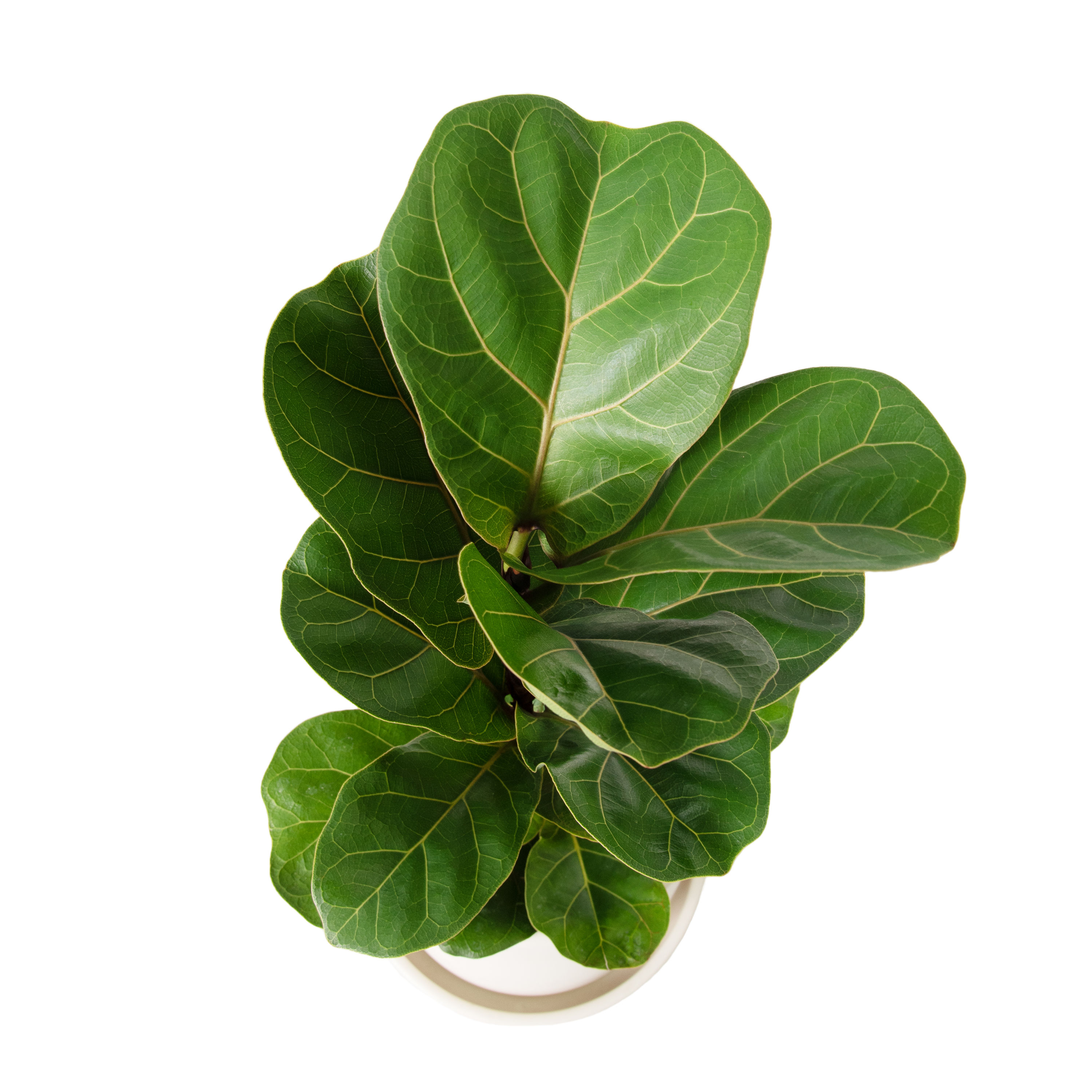 National Plant Network Ficus House Plant in 7-in Planter at Lowes.com