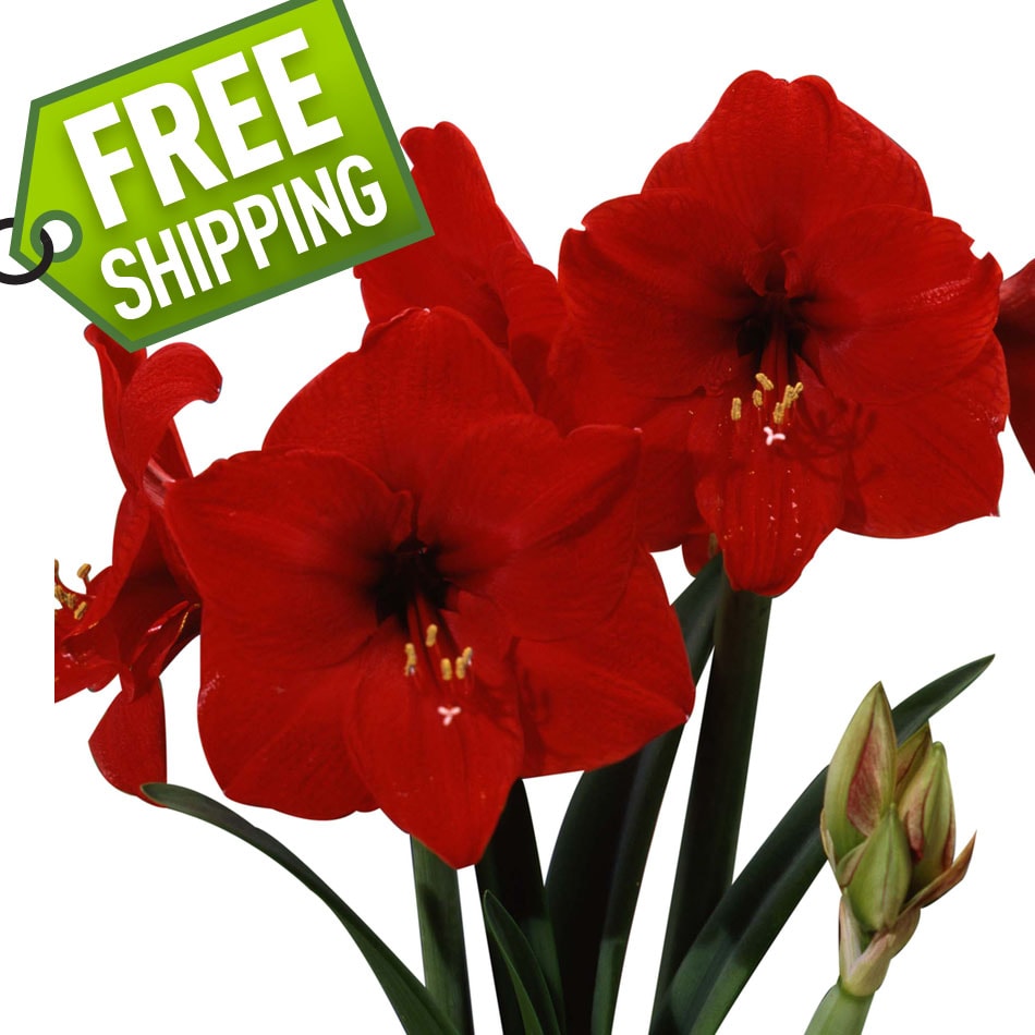 Amaryllis Bulbs At