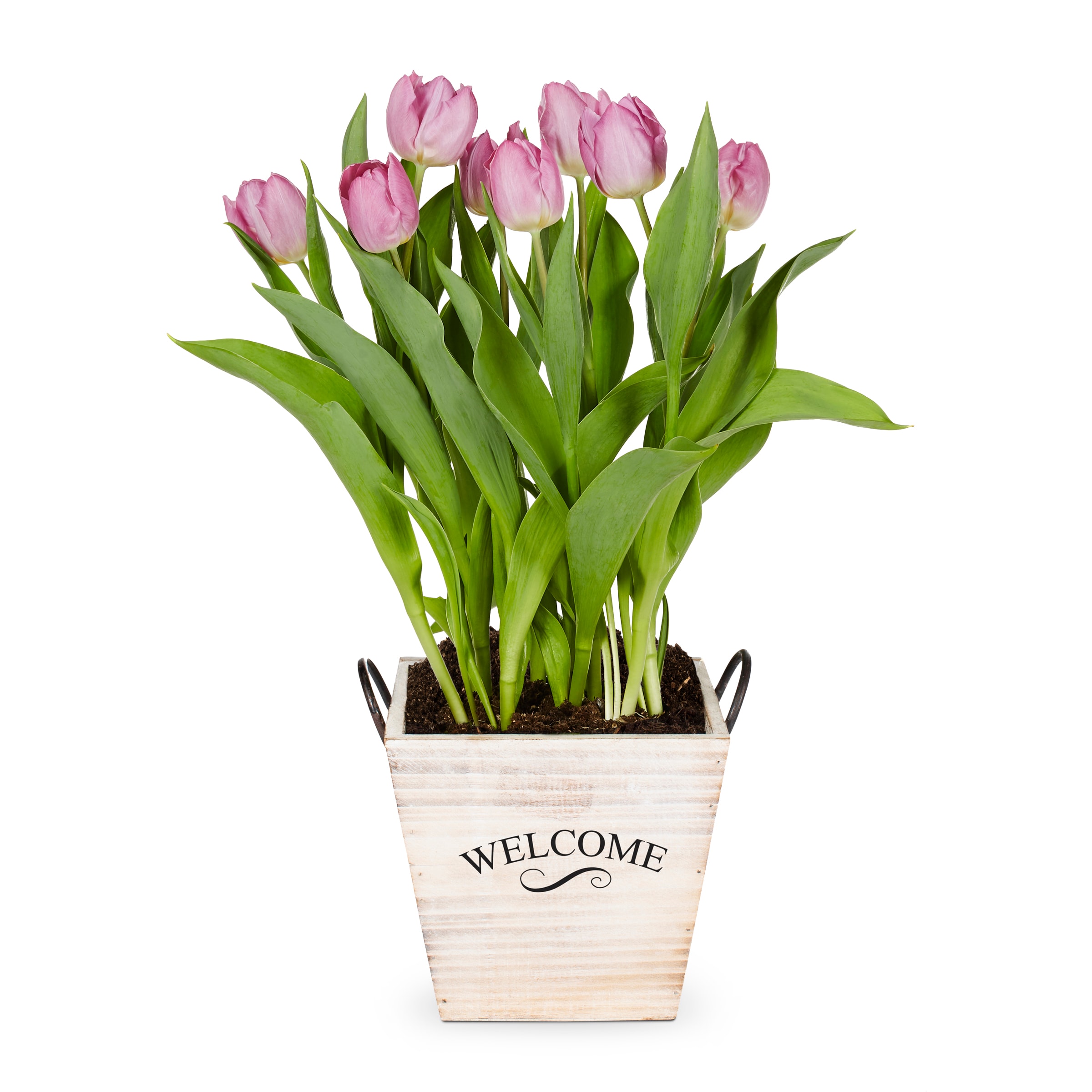 Lowe's 1497748 annuals - View #7
