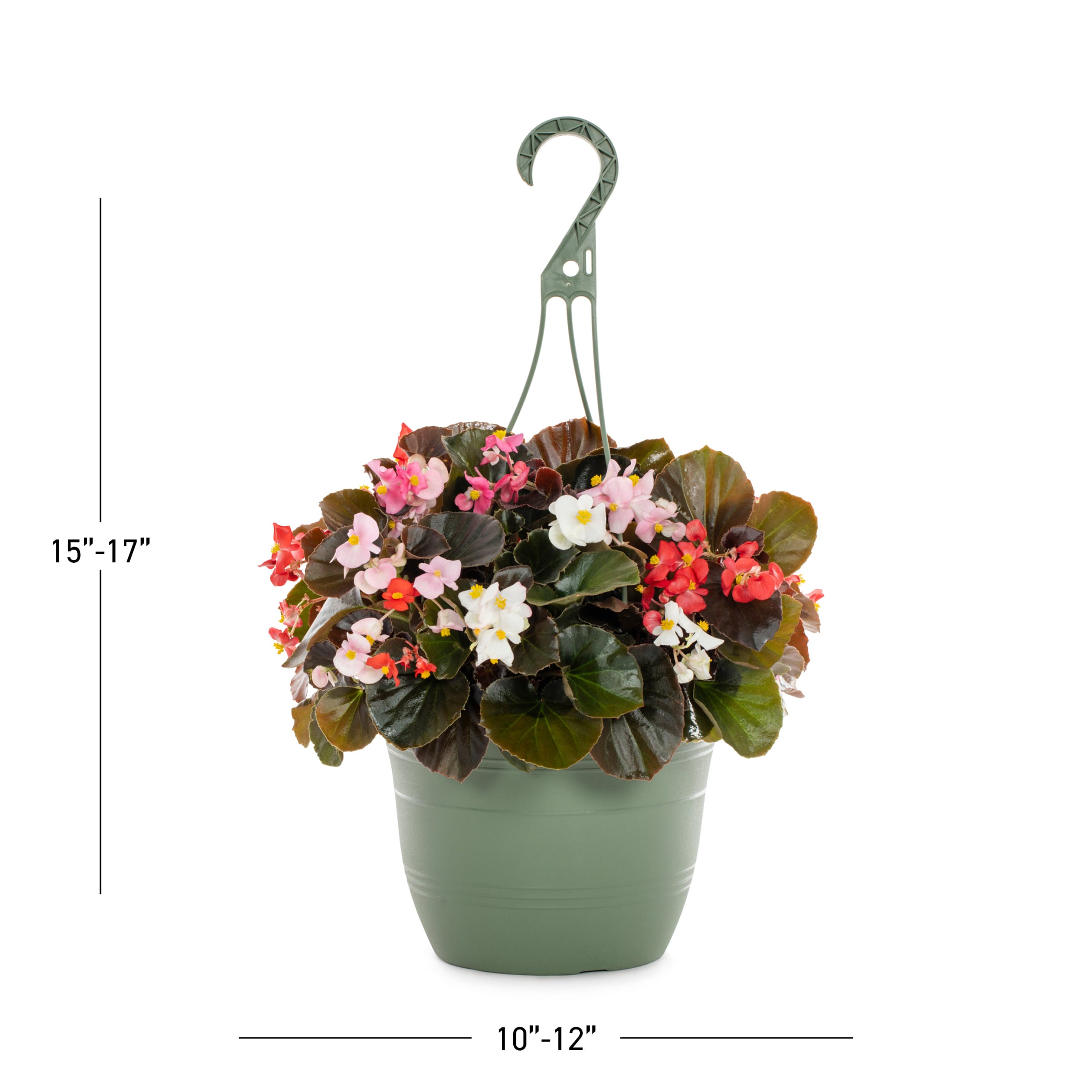 Lowe's 208680 annuals - View #3