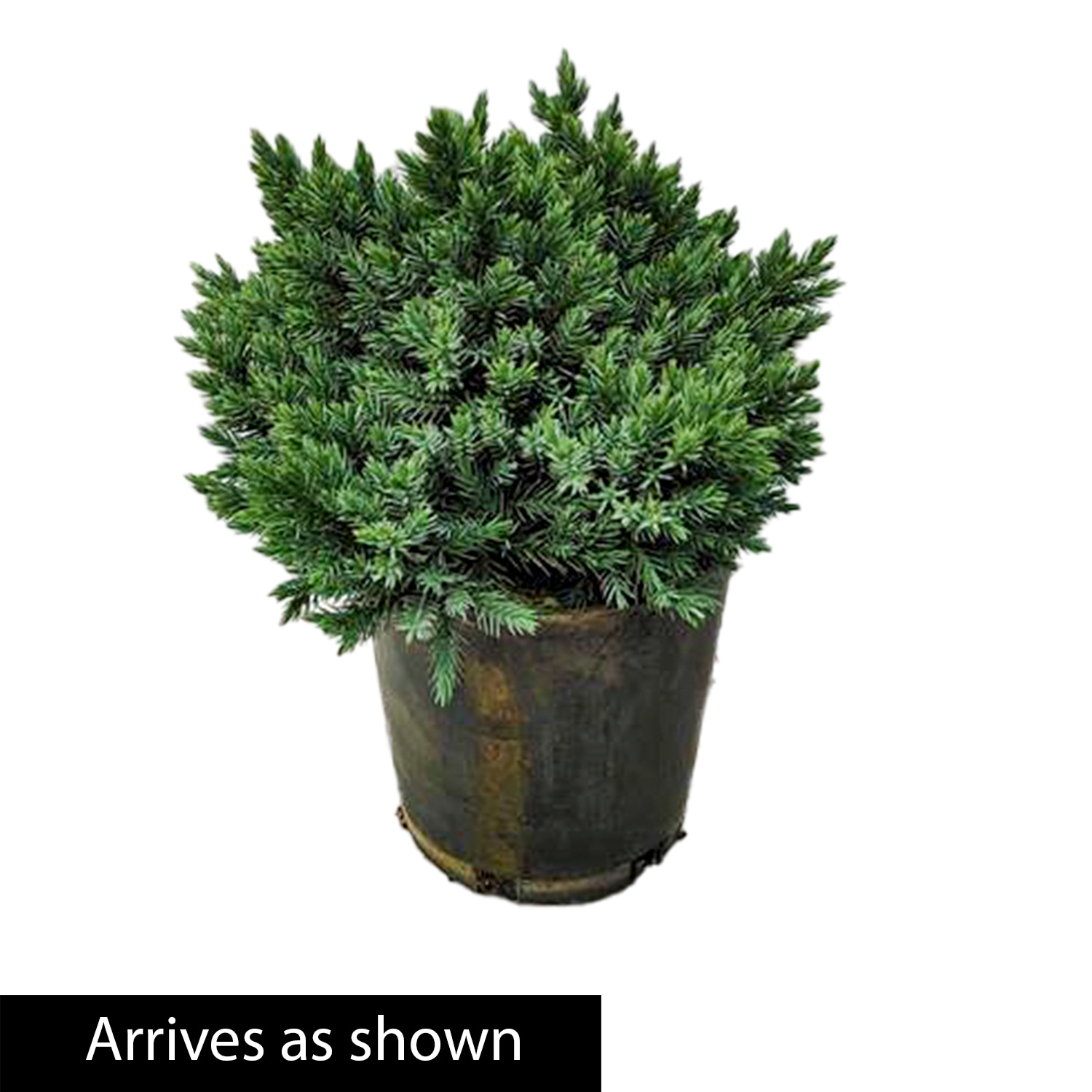 Spring Hill Nurseries 74451 shrubs - View #4