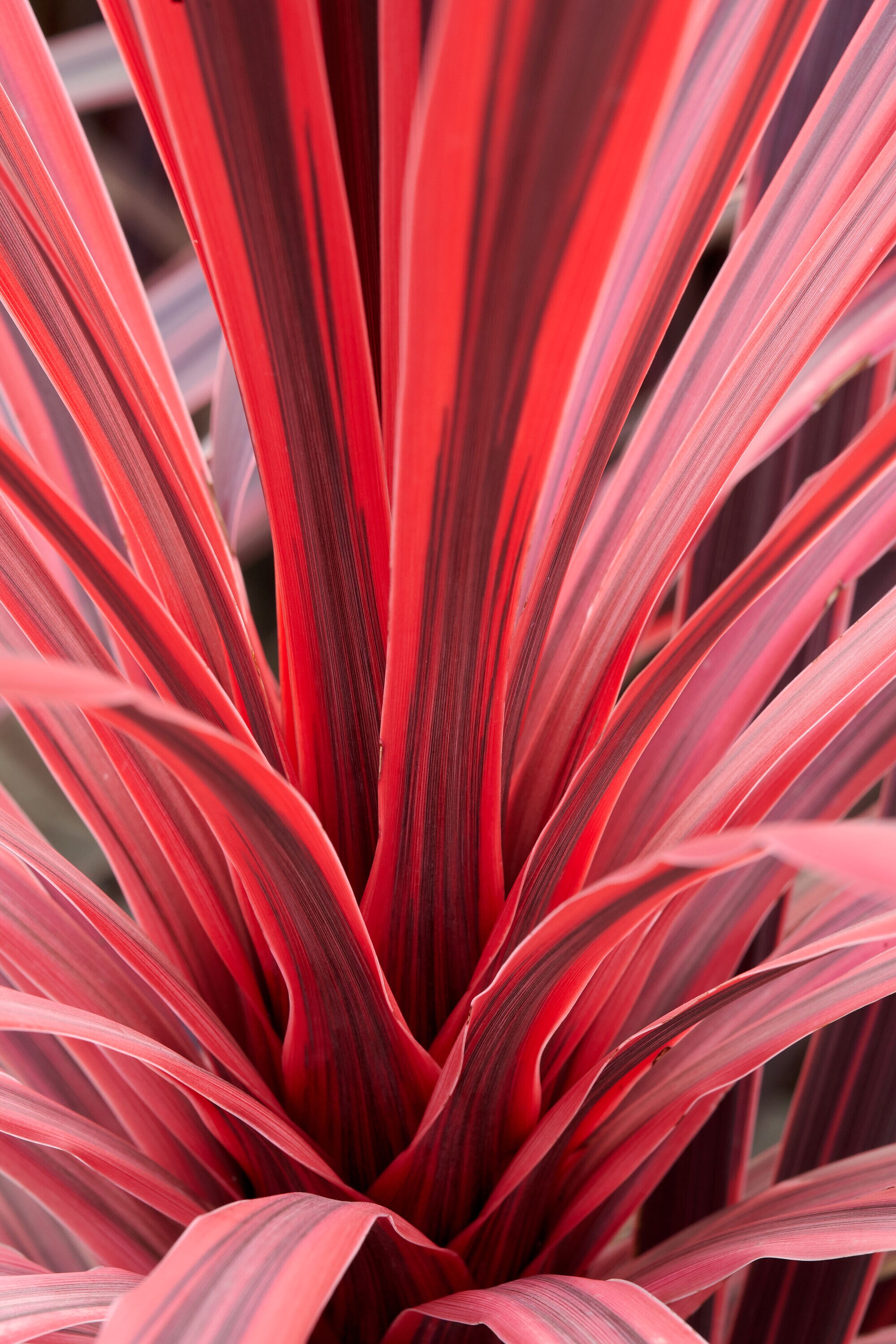 Monrovia 4883361 Charlie Boy Cordyline Feature Shrub in 2.6 -Quart Pot 1 -Pack