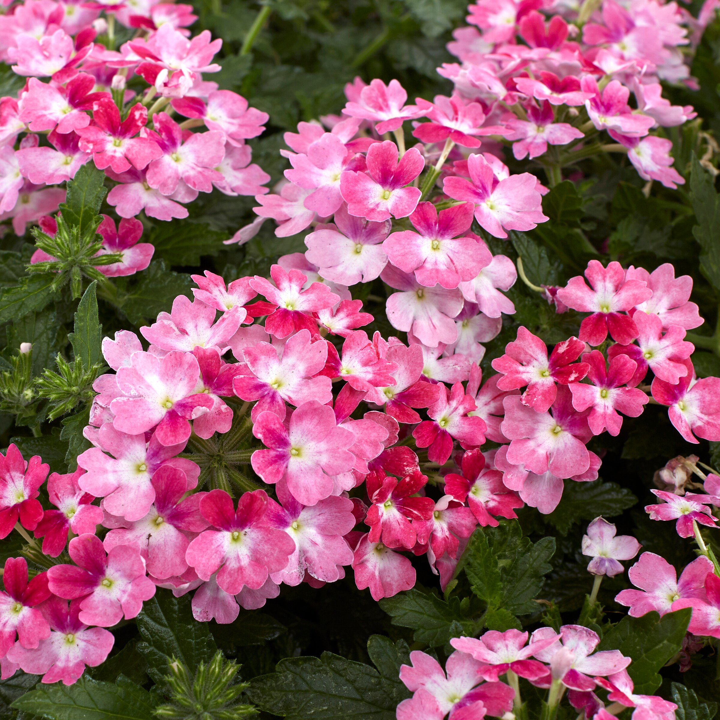 Lowe's 157456 annuals - View #6