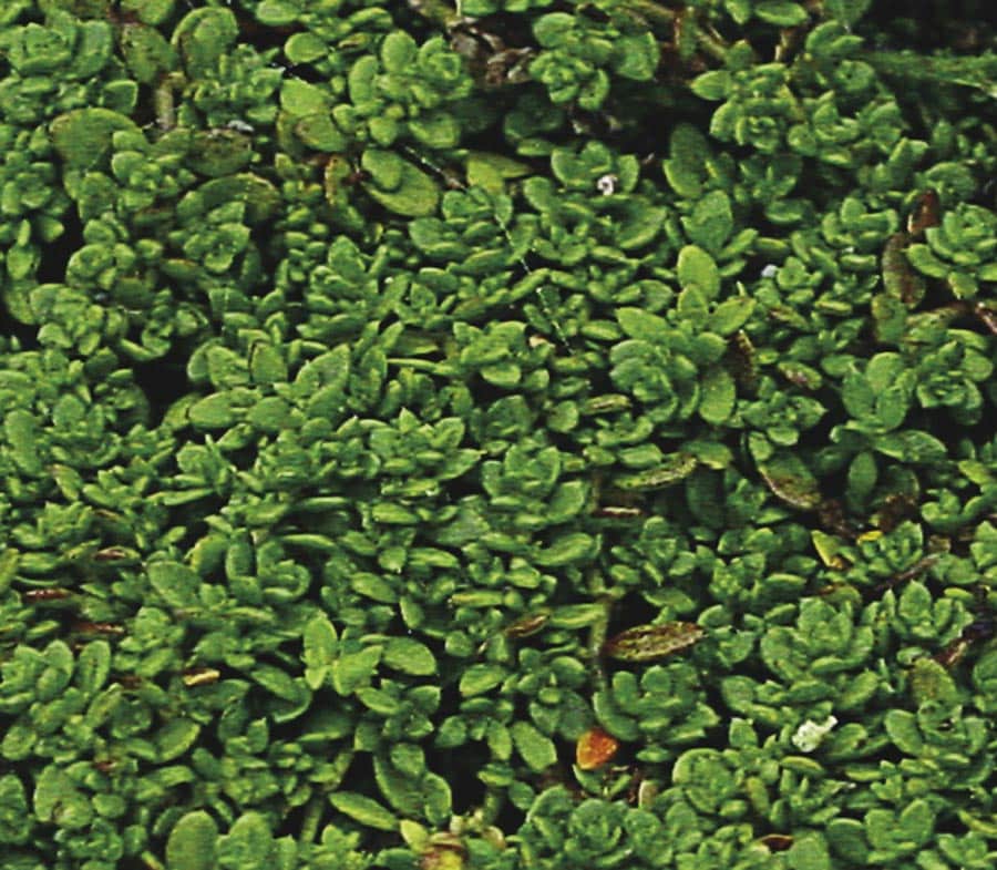 Lowe's NURSERY Multicolor Creeping Phlox Plant in 6-Pack Tray