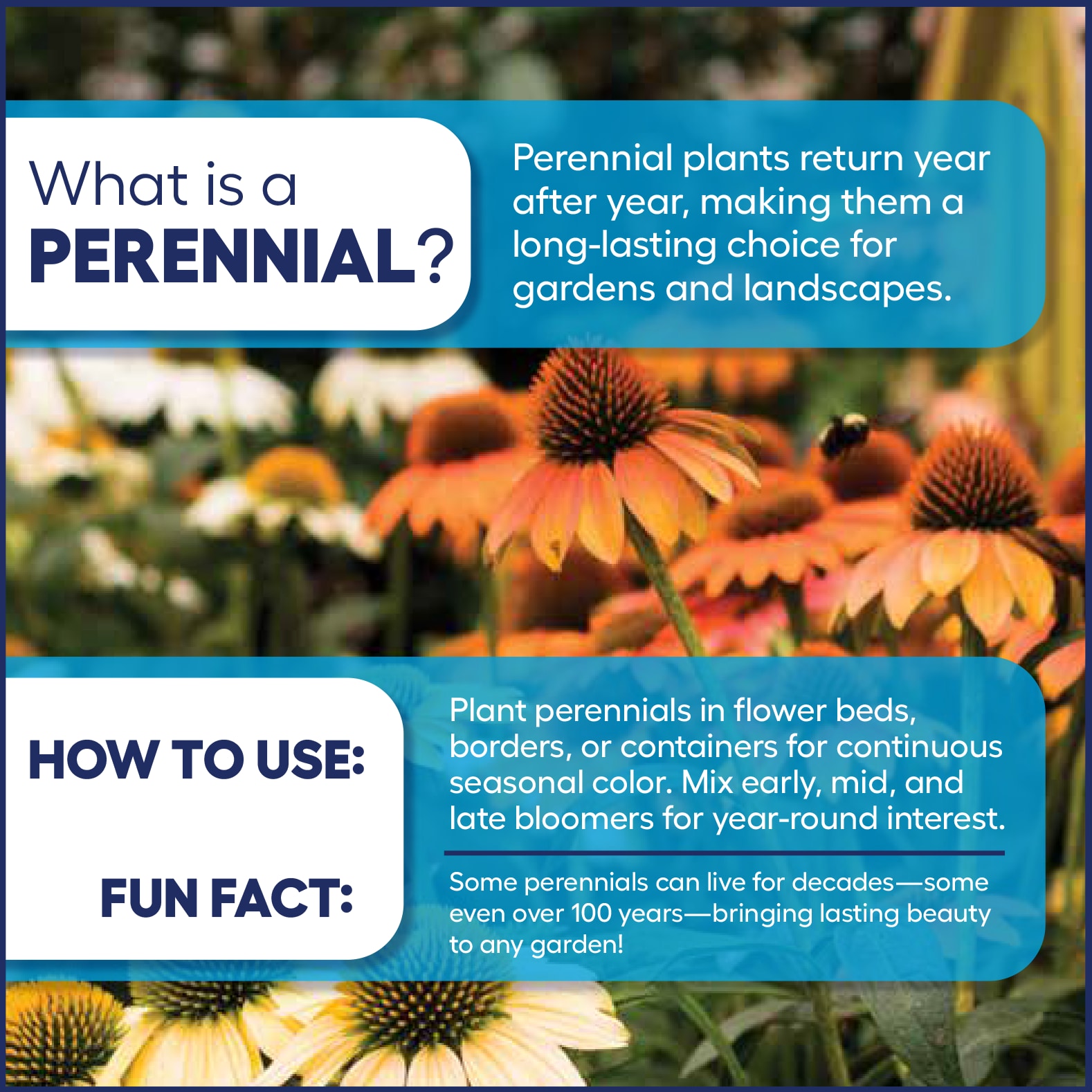 Lowe's 1216095 perennials - View #3