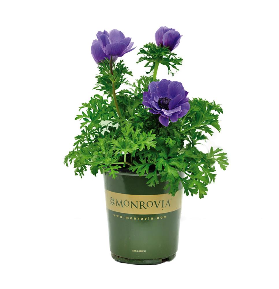 Monrovia Harmony Double Blue Anemone in 2.5-Quart Pot in the Perennials  department at Lowes.com