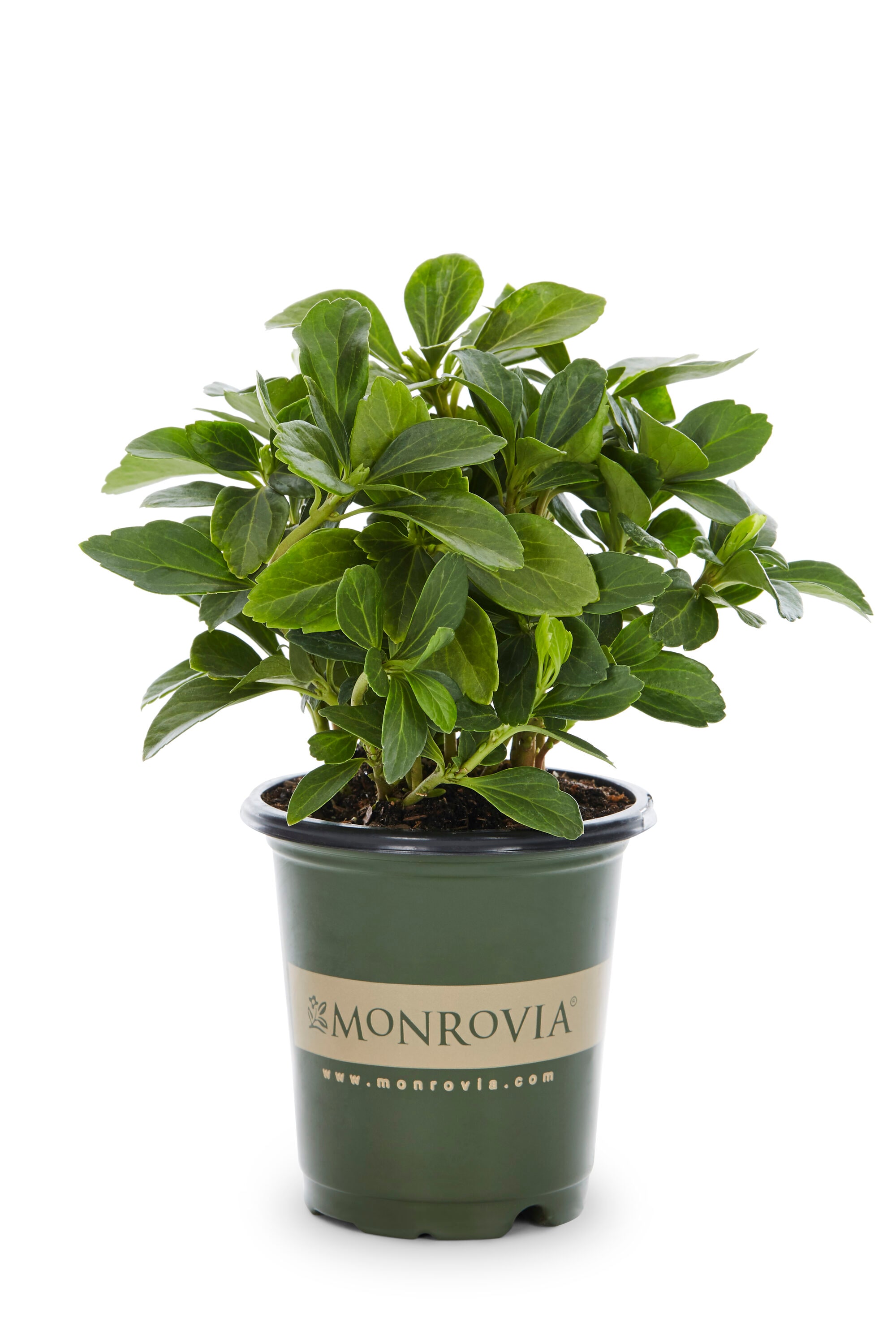 Monrovia 49172 Carpet Box Plant in 1 -Pint Pot 1 -Pack