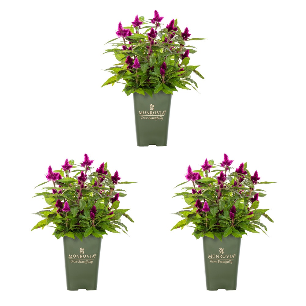 Monrovia 4974 Purple Cockscomb Pot 3-Pack