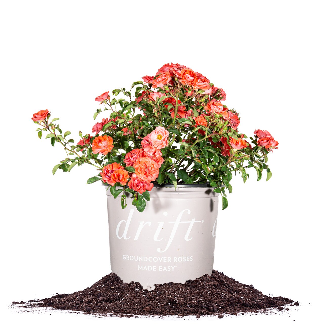 Perfect Plants Coral Drift Rose 1-Gallon in Pot in the Roses department ...