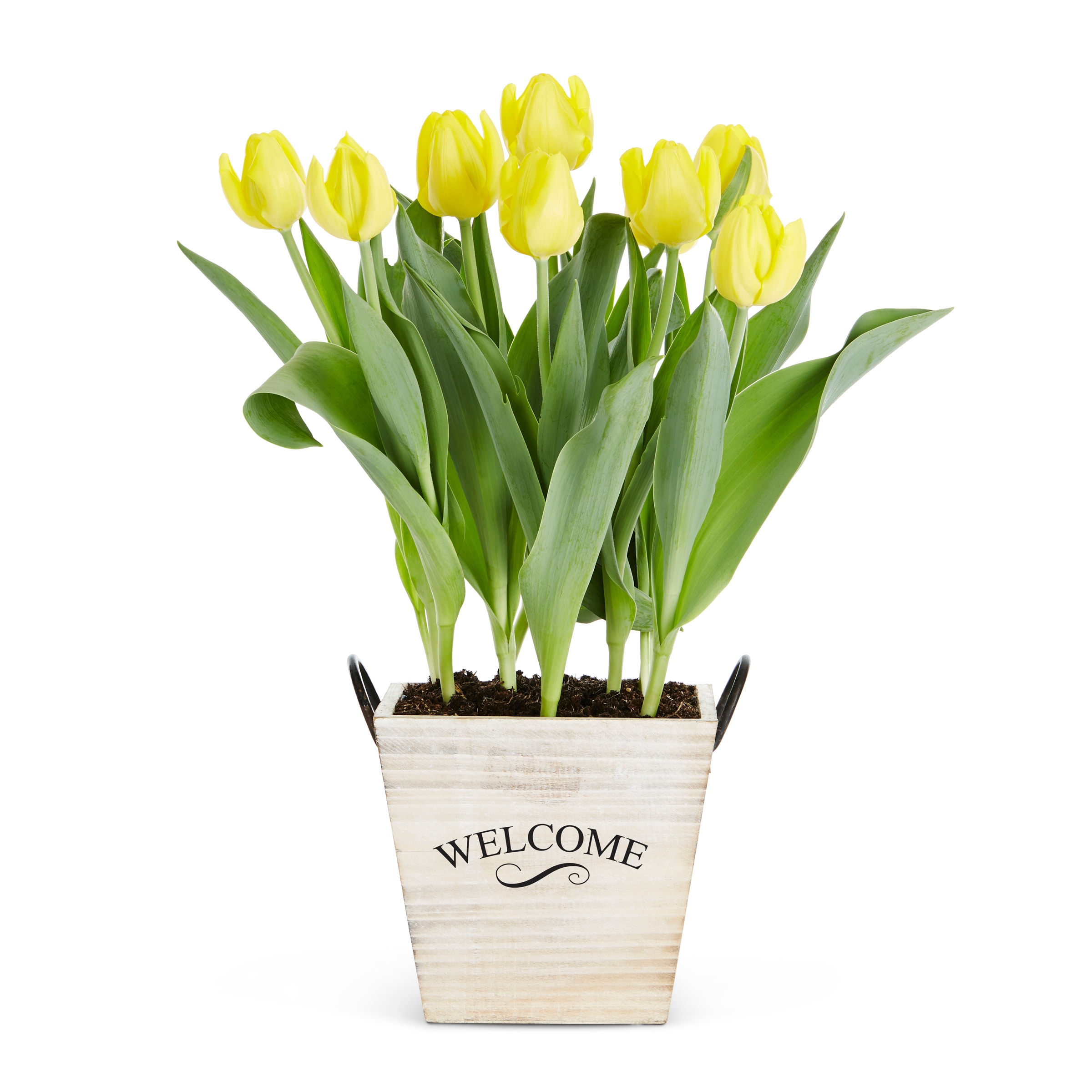 Lowe's 1497748 annuals - View #3