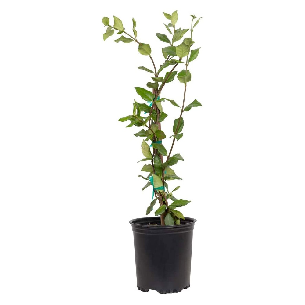Flowerwood 5230STKQ-1 2.5 -Quart Pot Confederate Large Leaf Jasmine