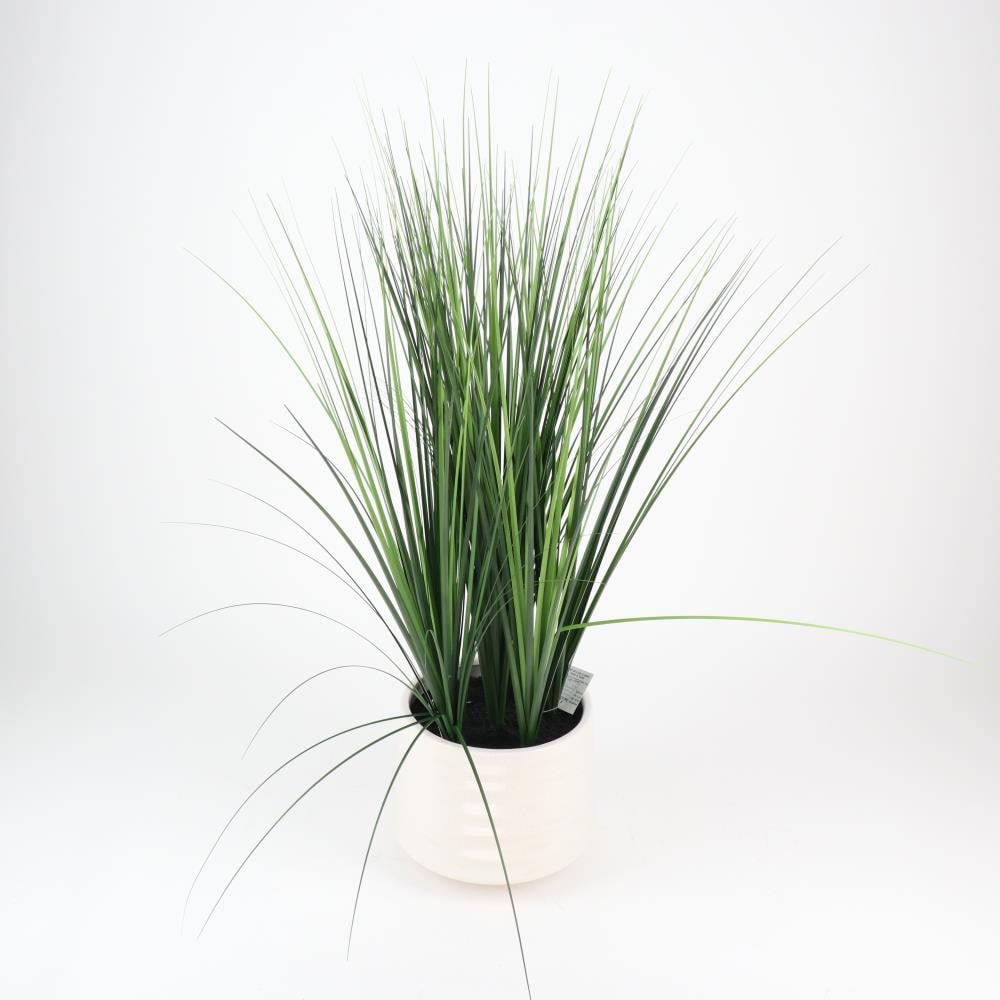 Grass type indoor plants