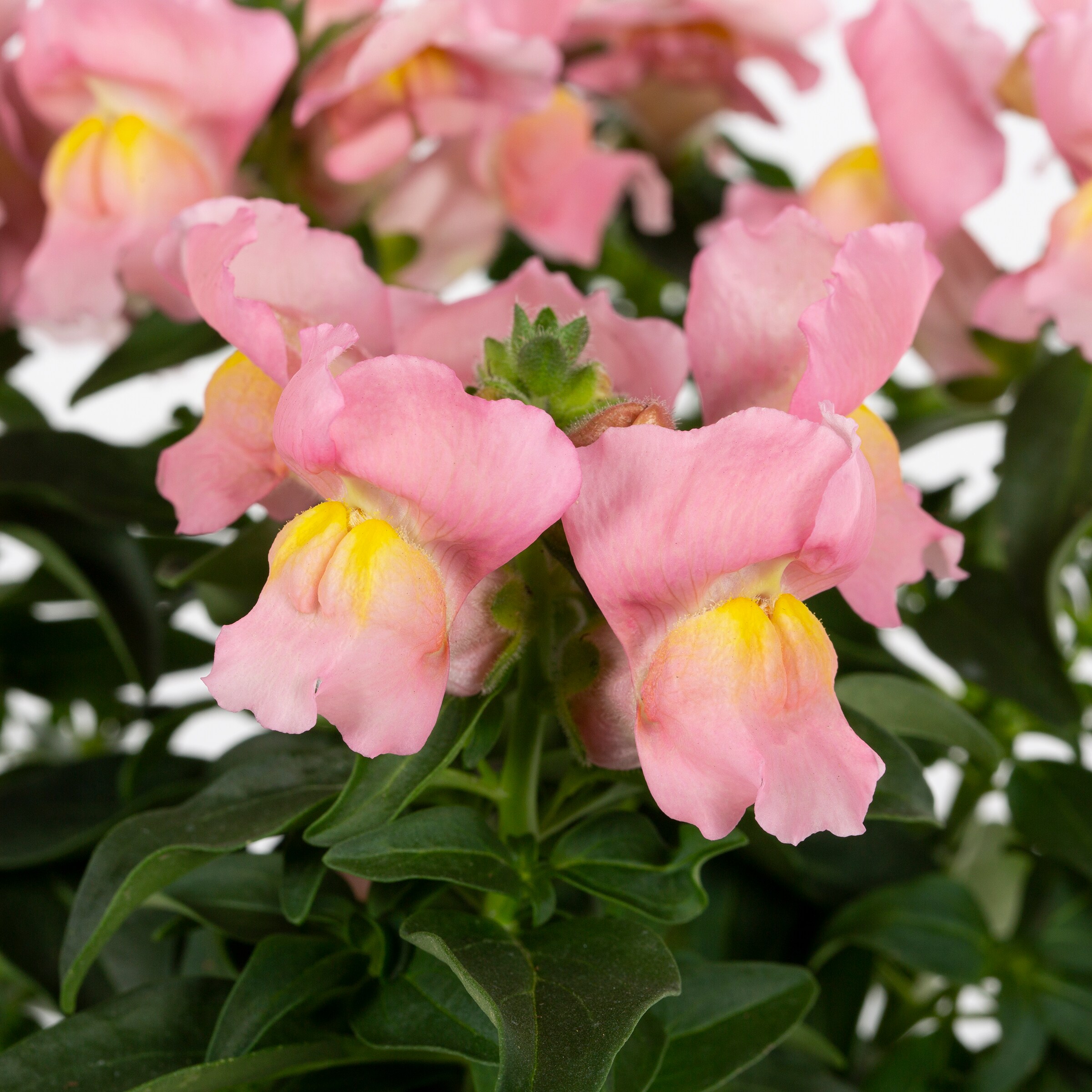 Lowe's 610974 annuals - View #6