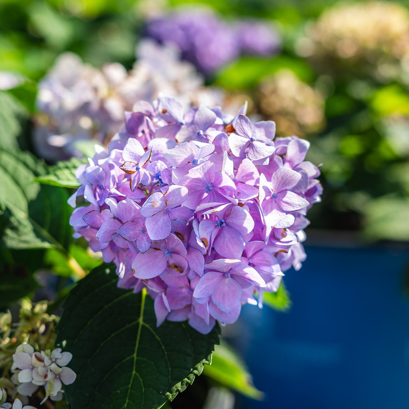 Perfect Plants LOENDLESSSUMMER3G shrubs - View #7
