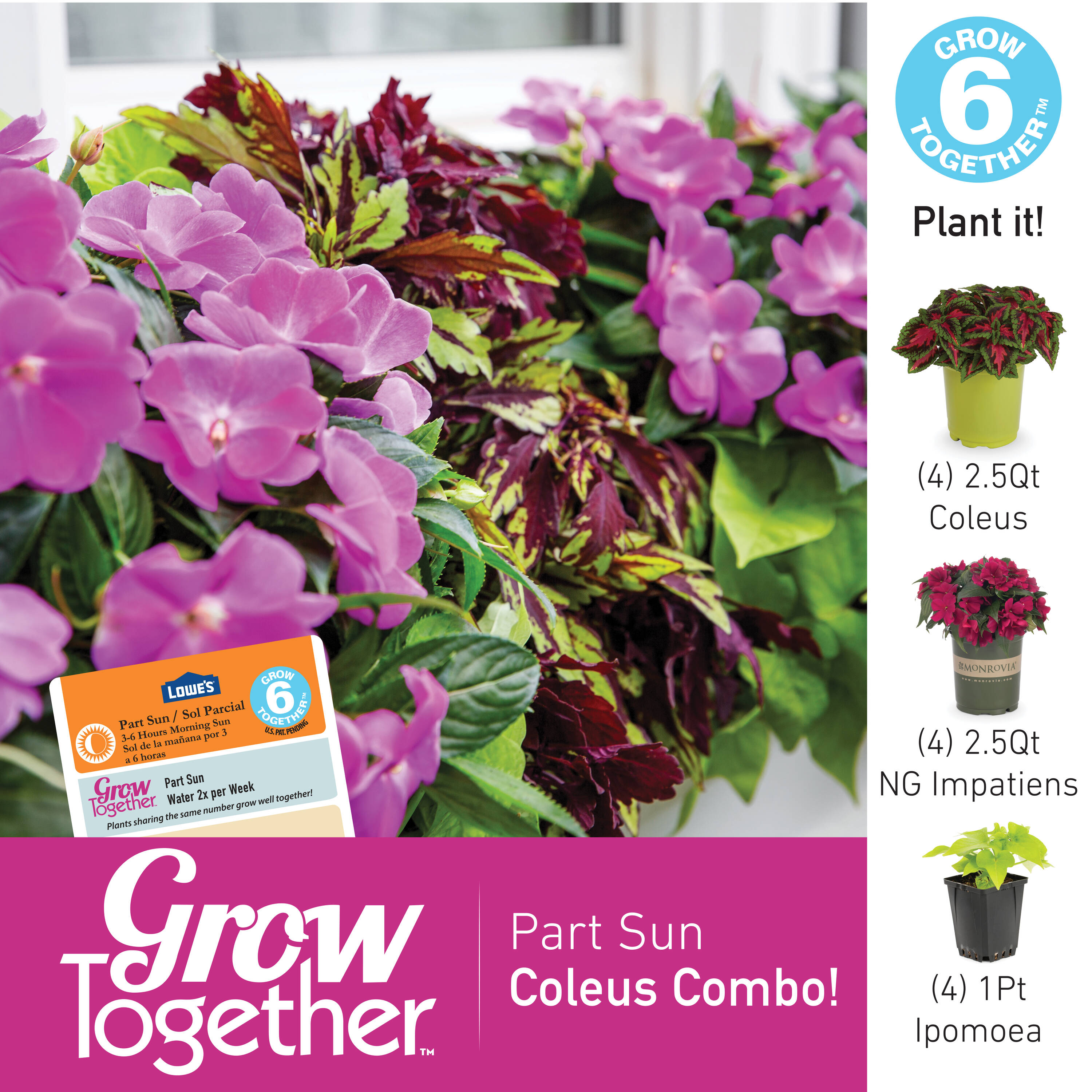 Lowe's Multicolor Coleus in 2.5-Quart Pot in the Annuals department at ...