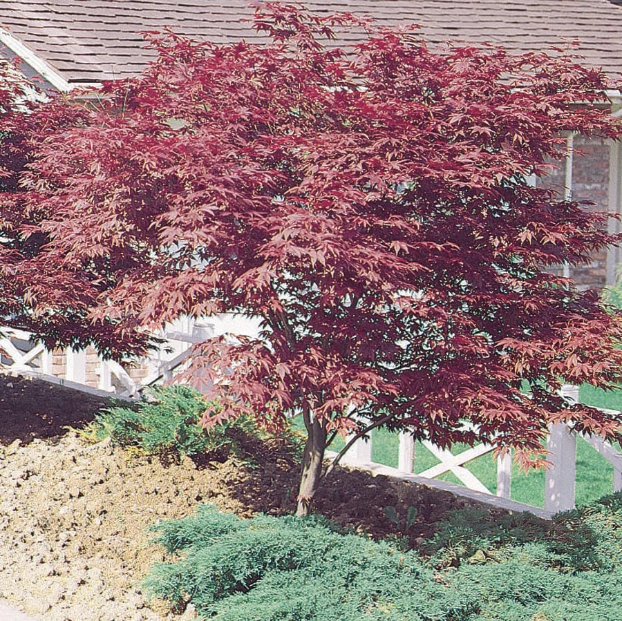 3.25-Gallon Red Feature Tree Red Japanese Maple In Pot (With Soil) in ...