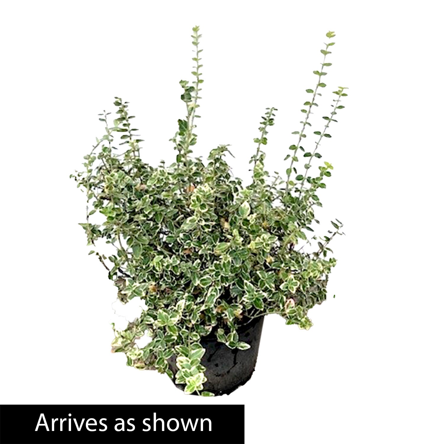 Spring Hill Nurseries 88703 shrubs - View #4