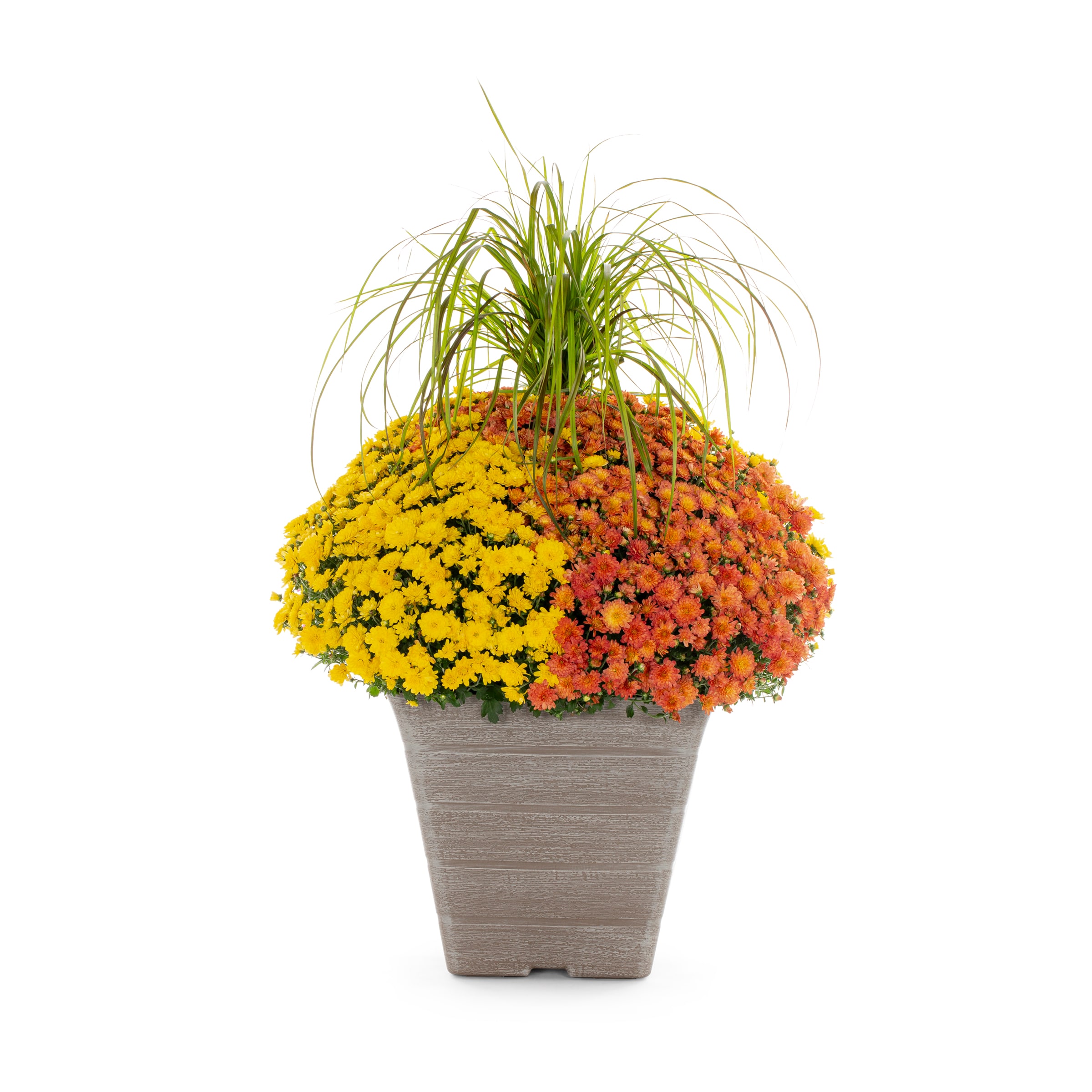 Lowe's 2528655 Multicolor Mum in 5.9 Gallon(s) Planter 1 -Pack