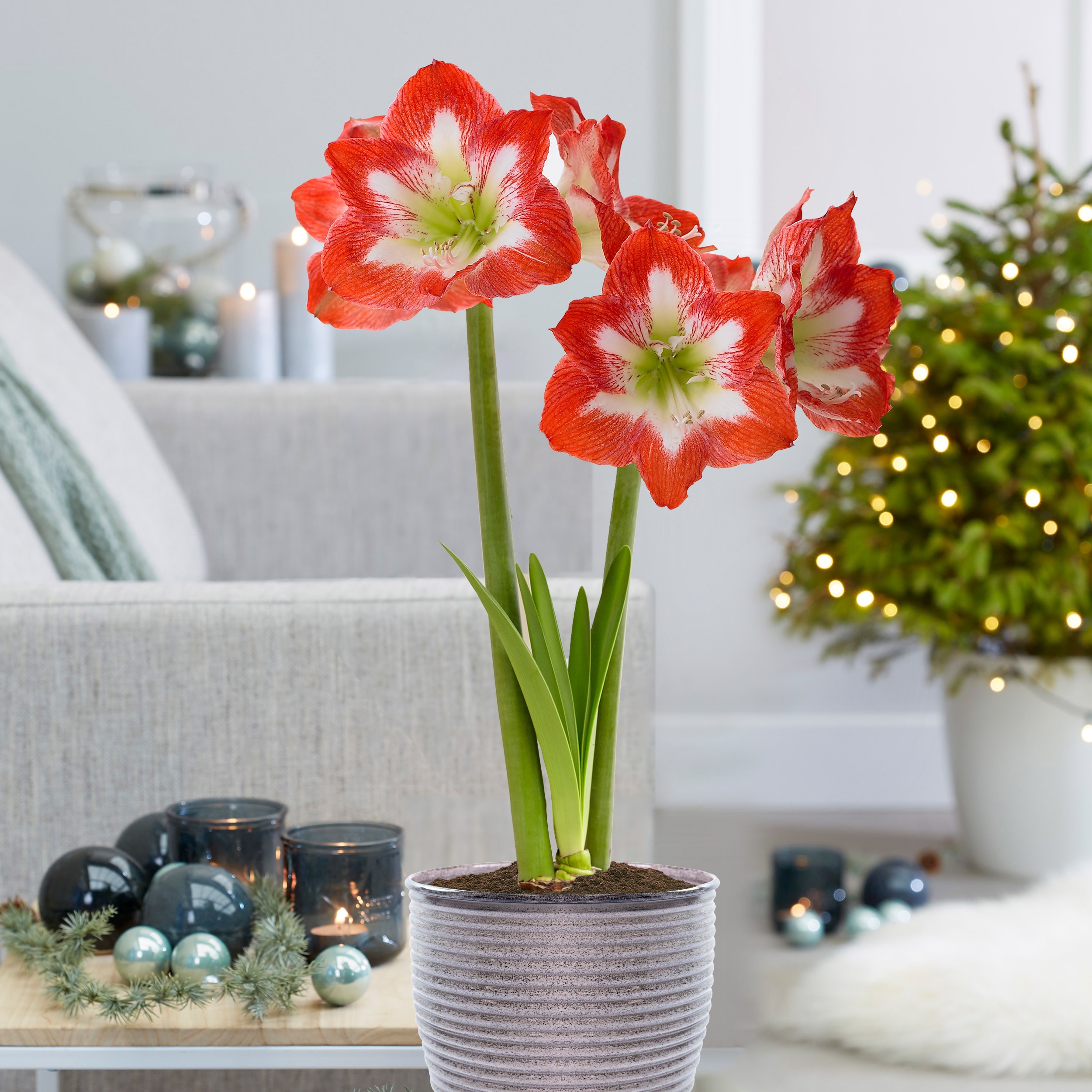 Garden State Bulb ECH-26-01-01 Plant-Bulbs - View #6
