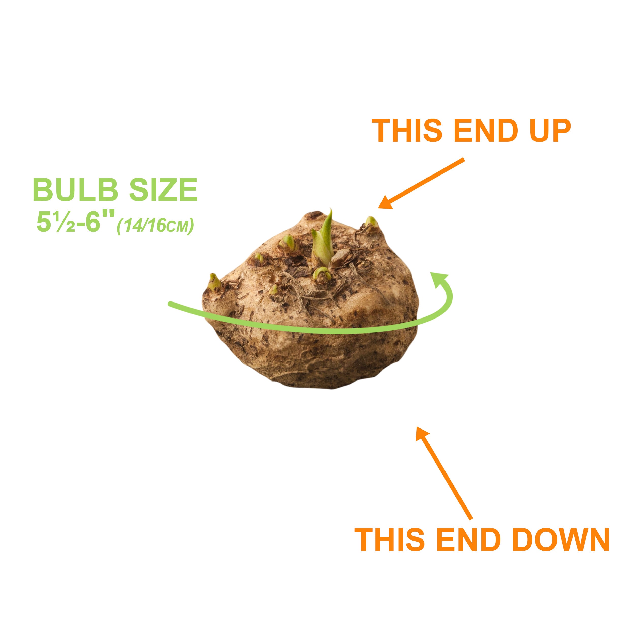 Garden State Bulb ECS-60-10-02 Plant-Bulbs - View #4