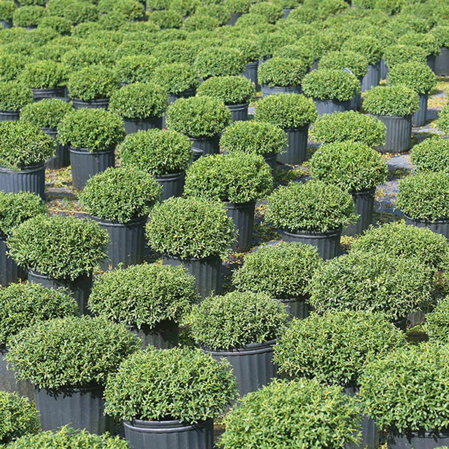 Perfect Plants LOSOFTTOUCH3G shrubs - View #4