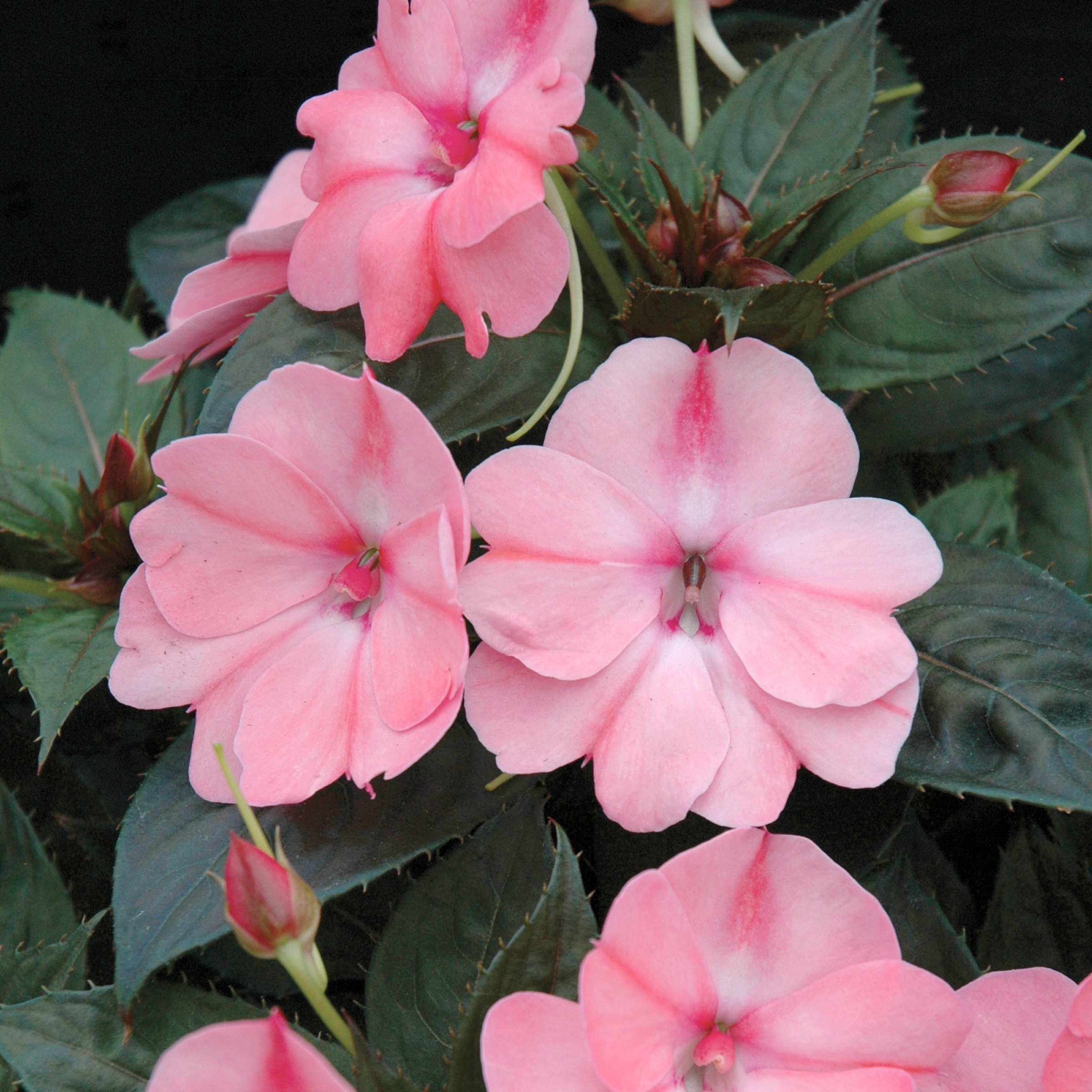National Plant Network LW1555 annuals - View #6