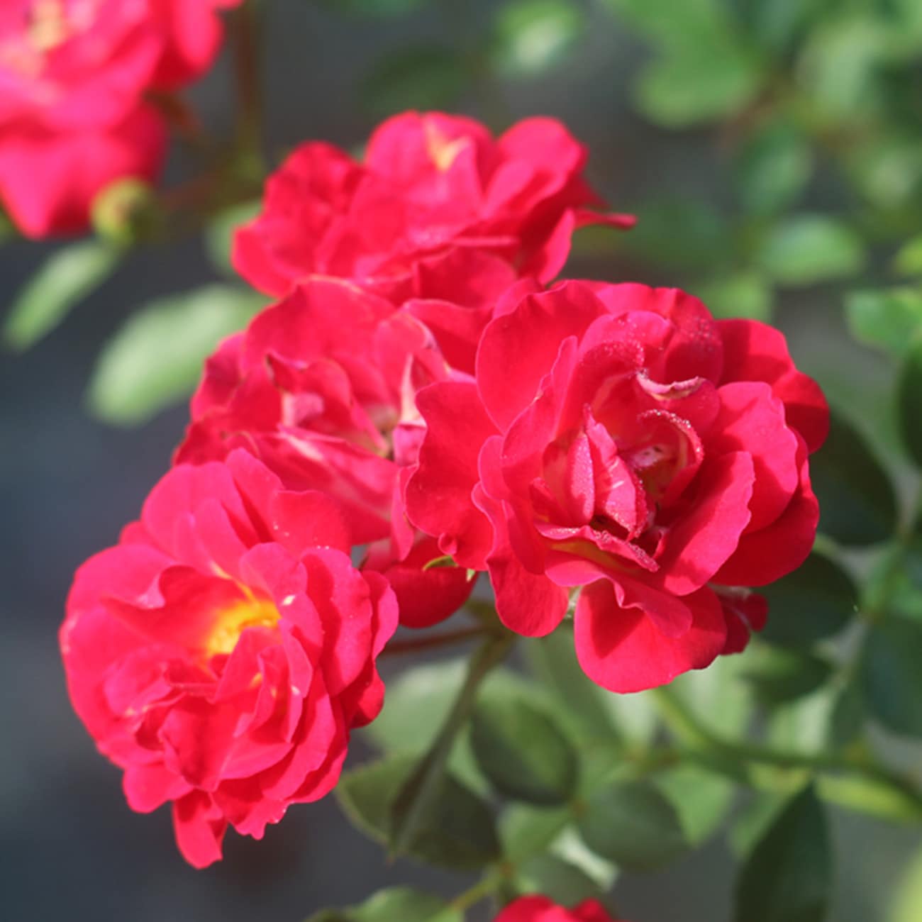 Perfect Plants LOREDDRIFTROSE1G roses - View #7