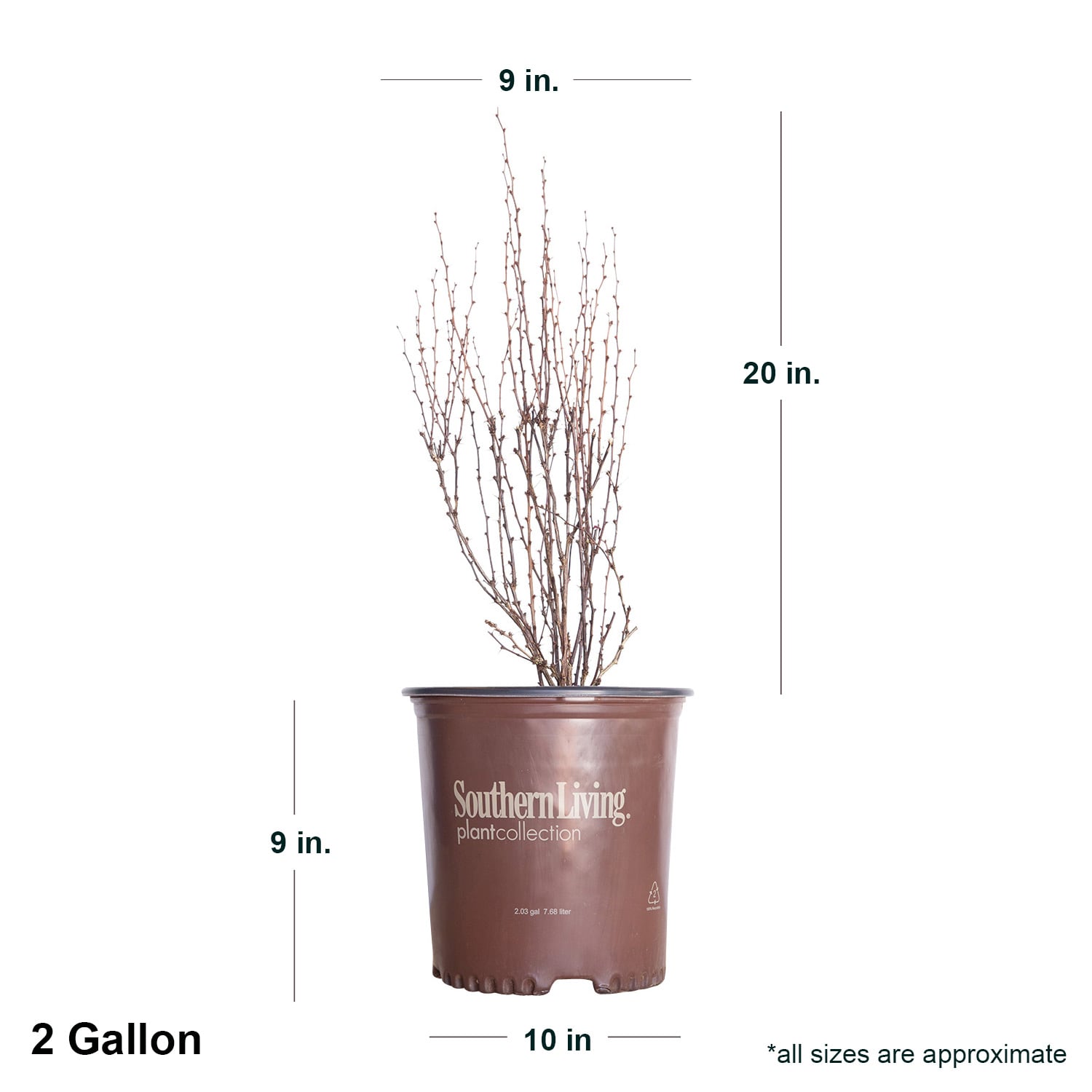 Southern Living Plant Collection 04332-1 shrubs - View #8