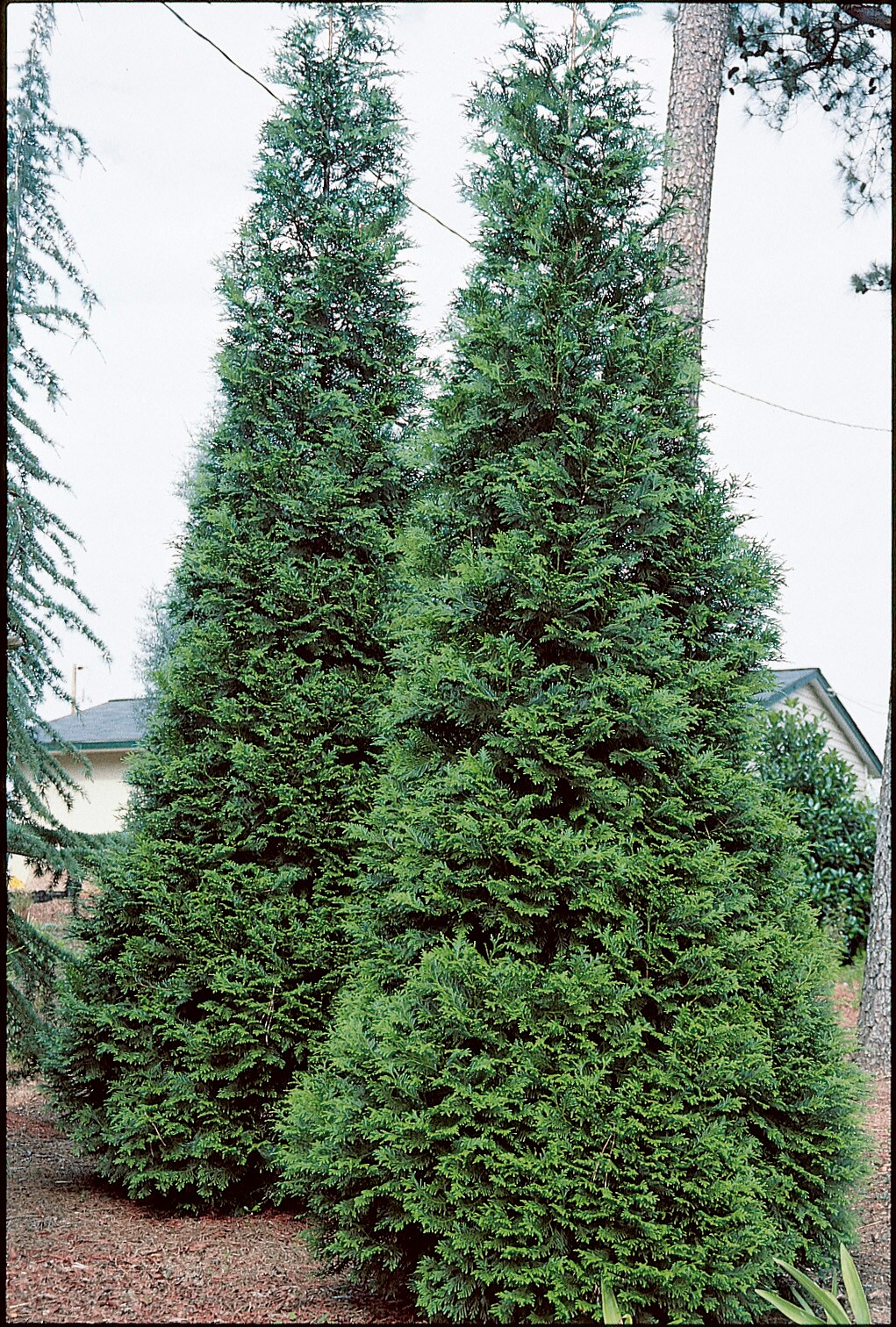 Lowe's 886513050295 shrubs - View #2