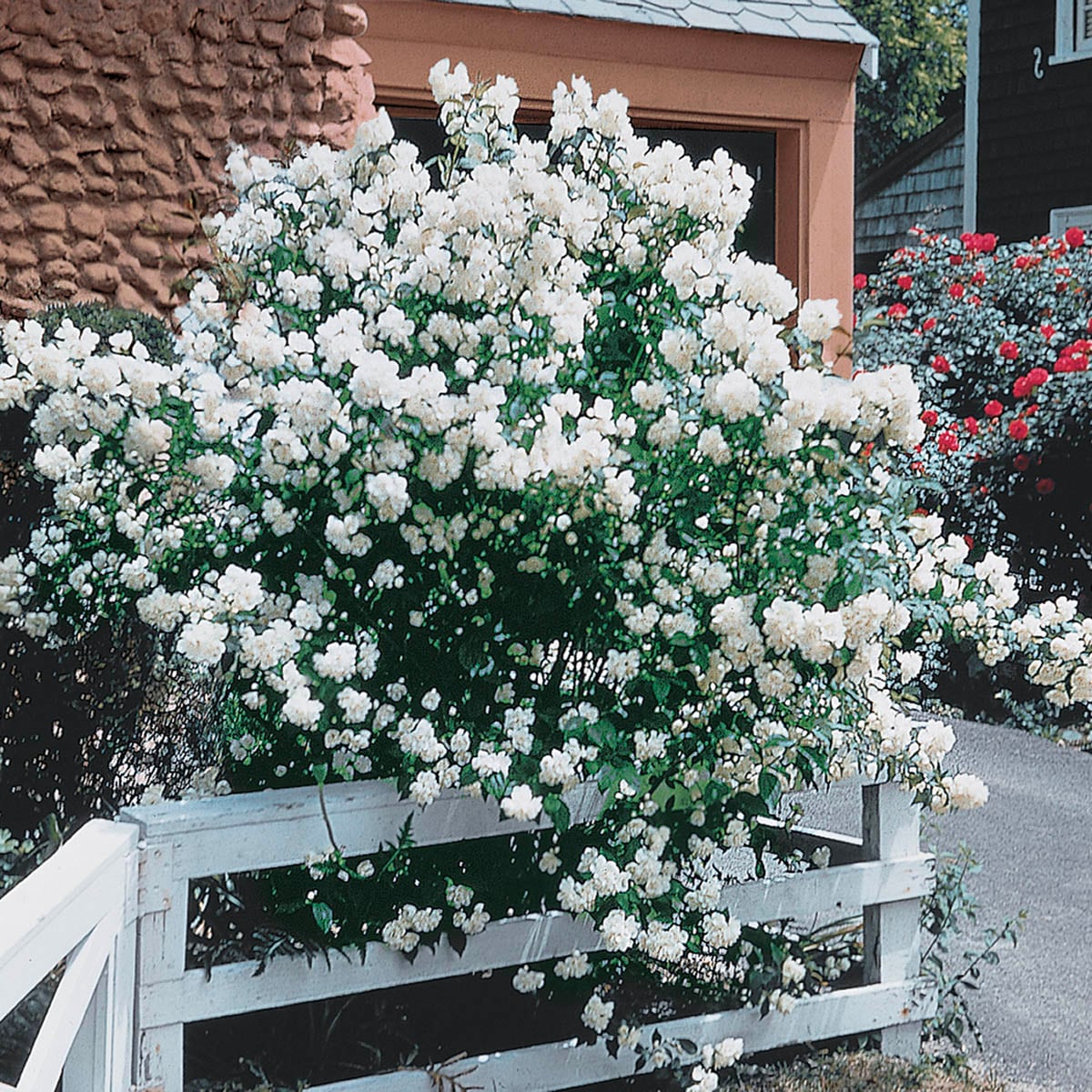 Direct Gardening 96488 Minnesota Snowflake Mockorange White Flowering Shrub in 1 -Pack Bare root 1 -Pack