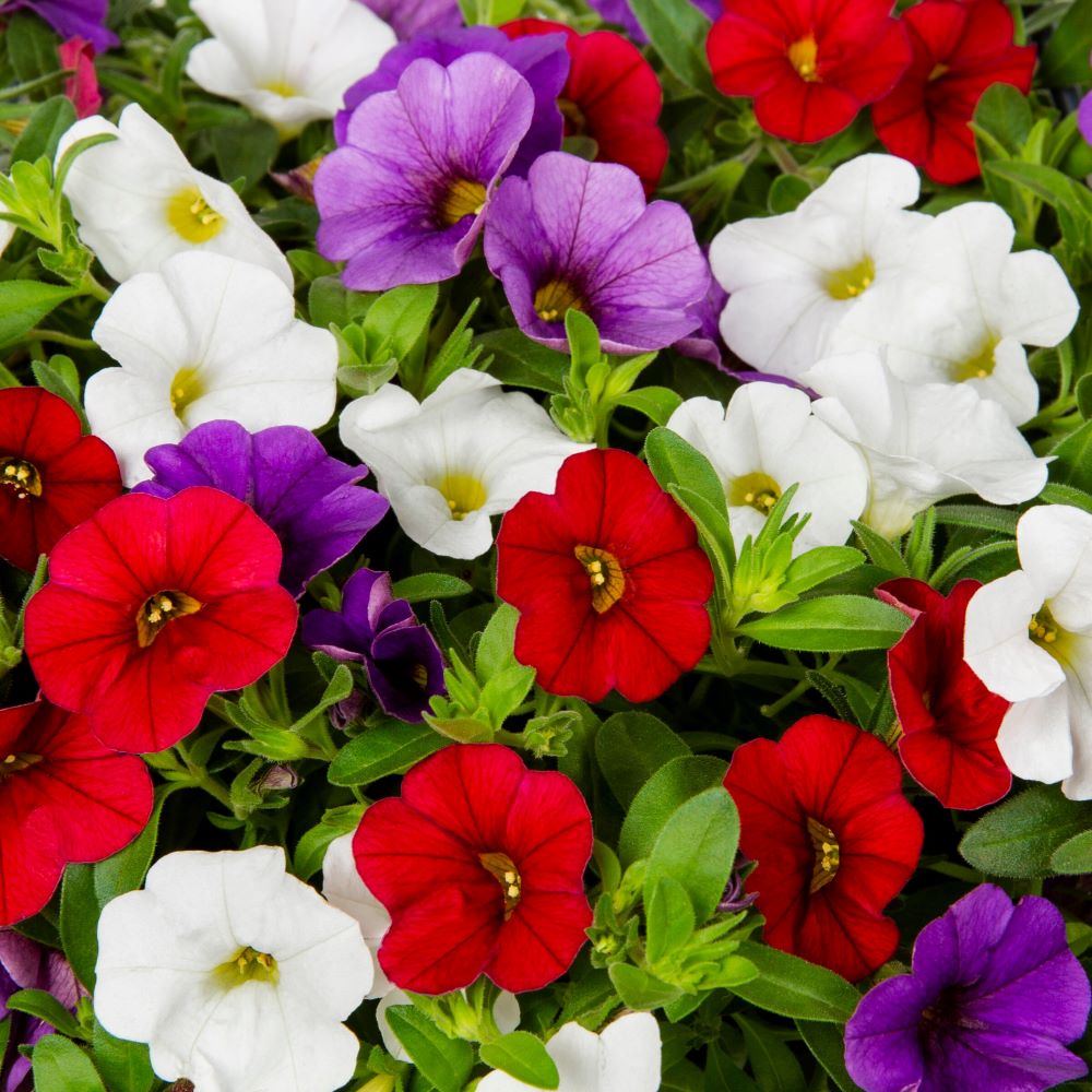 Lowe's Multicolor Calibrachoa in 1.5-Gallon Hanging Basket at Lowes.com