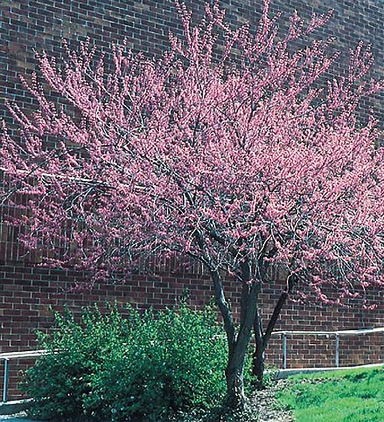 Lowe's NURSERY Pink Flowering Redbud In Pot (With Soil)