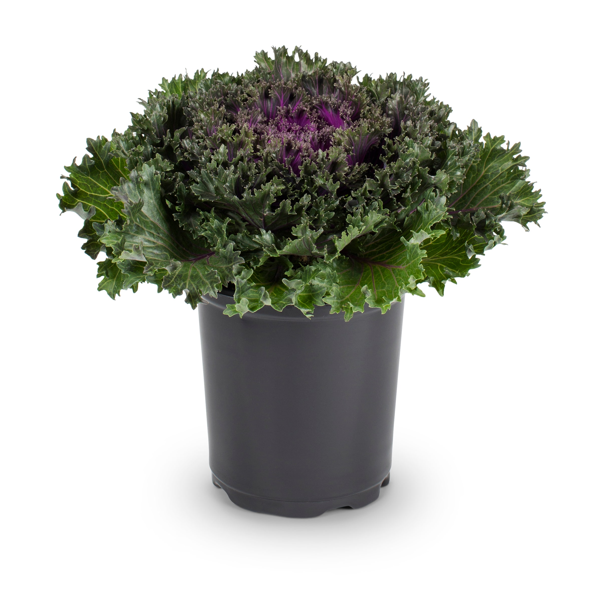 Lowe's NURSERY annuals - View #3