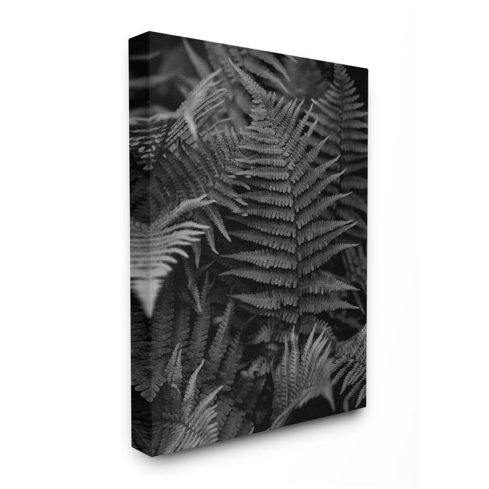 Ferns In The Forest Black and White Photograph Unsplash 20-in H x 16-in W Floral Print on Canvas | - Stupell Industries AB-601-CN-16X20