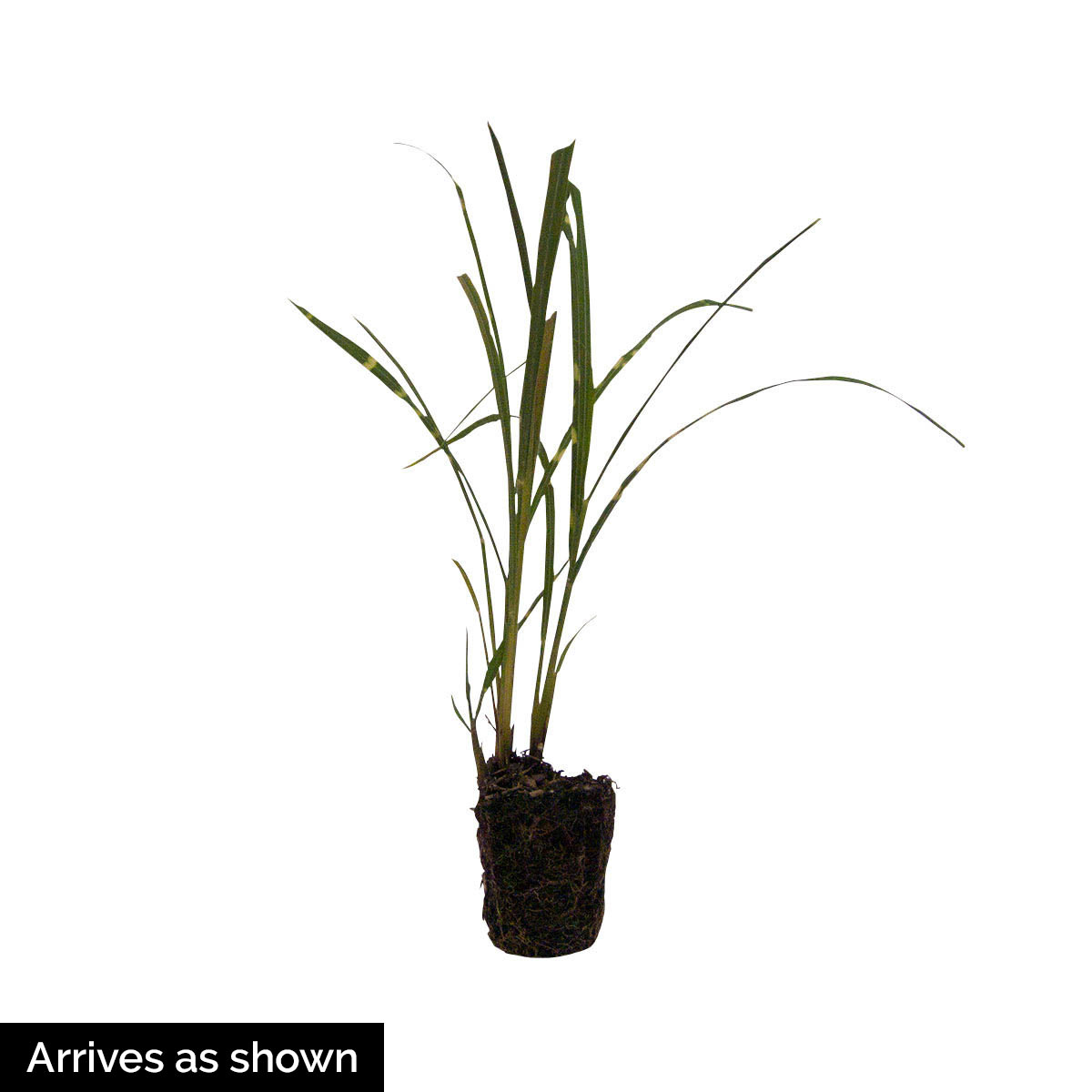 Spring Hill Nurseries 60524 Ornamental-Grasses - View #2