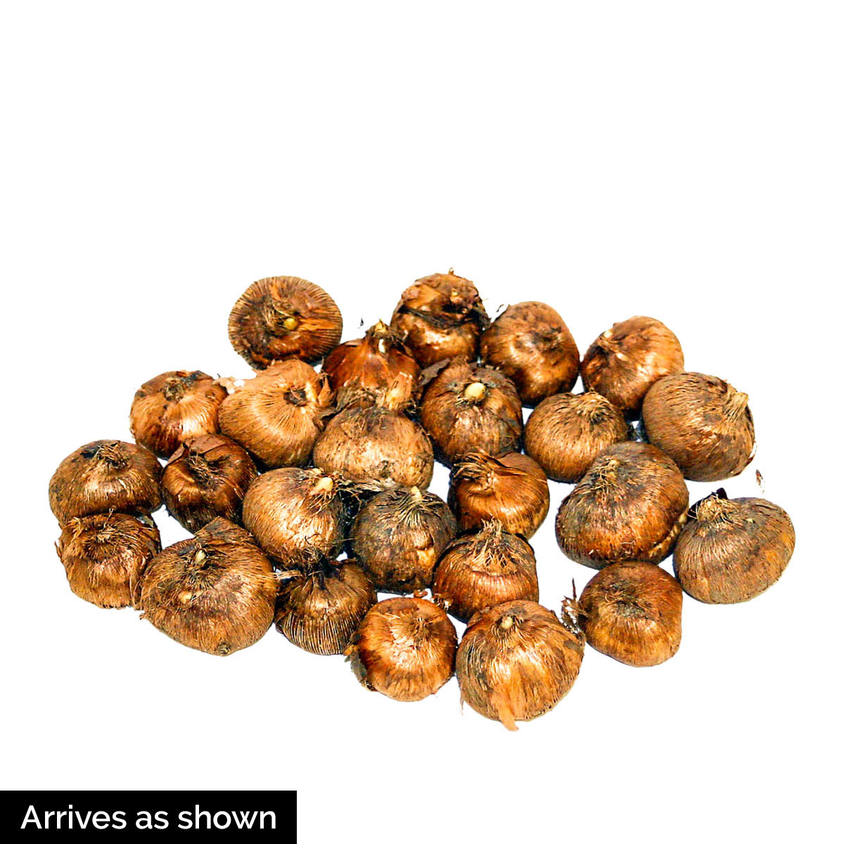 Breck's 94860 Plant-Bulbs - View #4