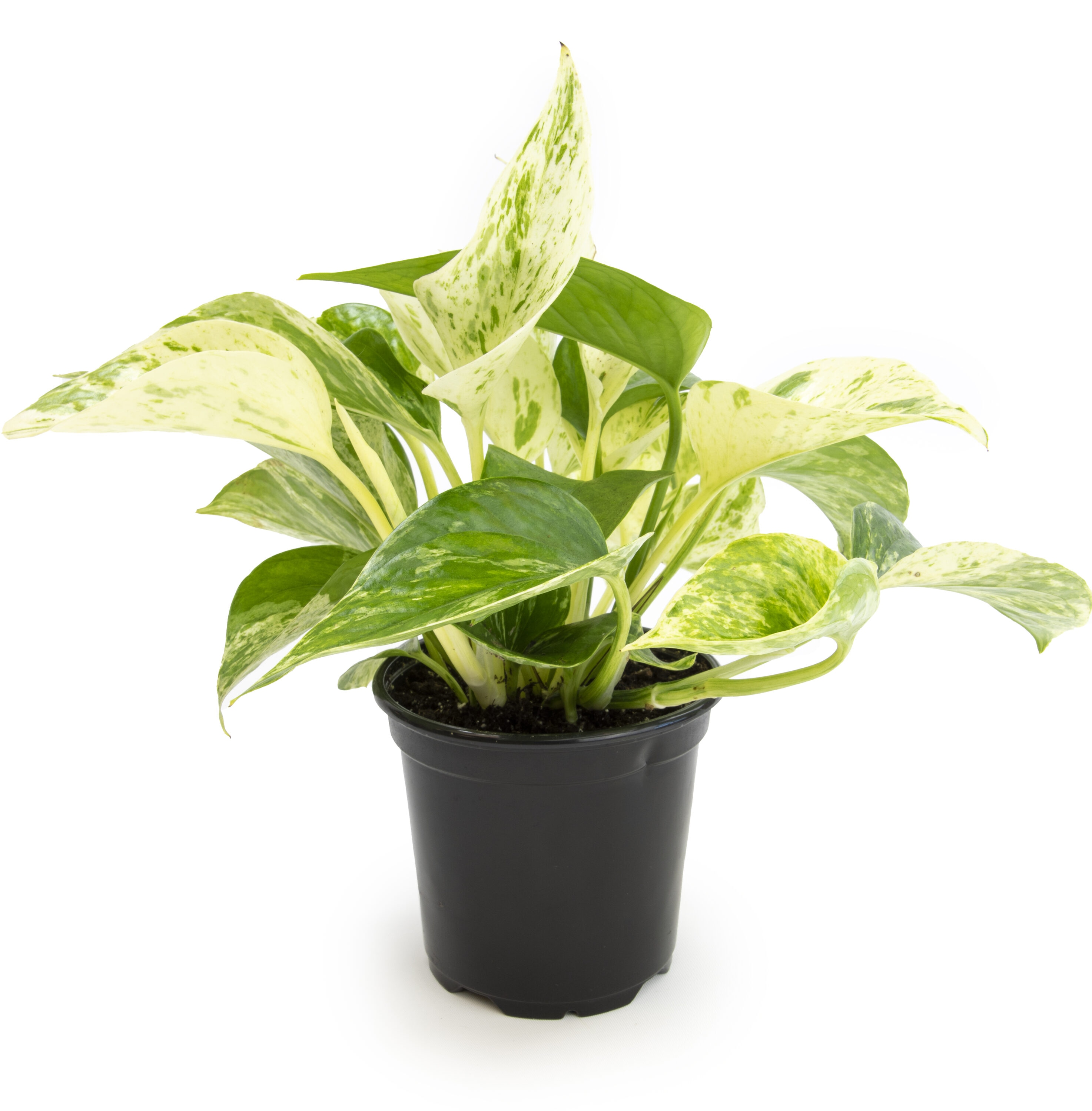 Altman Plants 0872937 hseplants - View #5