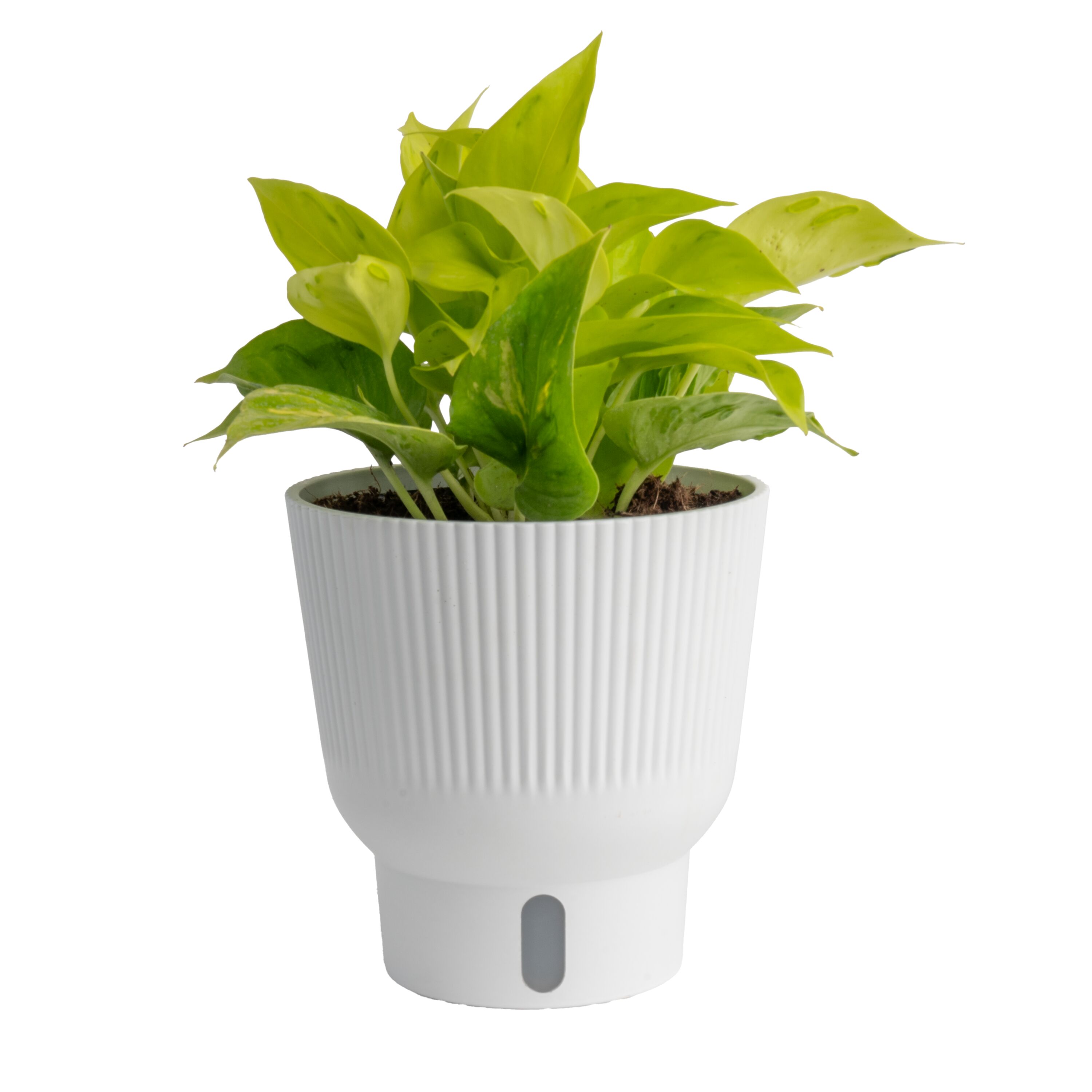 Costa Farms 6011330 Trending Tropicals Pothos House plant in 1.4 Quart(s) Self-watering pot 1 -Pack