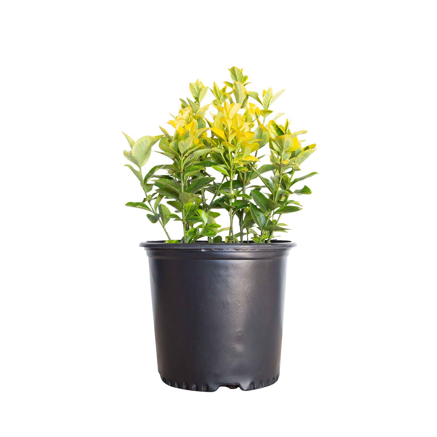Flowerwood 16753FL-1 Golden Euonymus Accent Shrub in 2.5 -Gallon Pot 1 -Pack