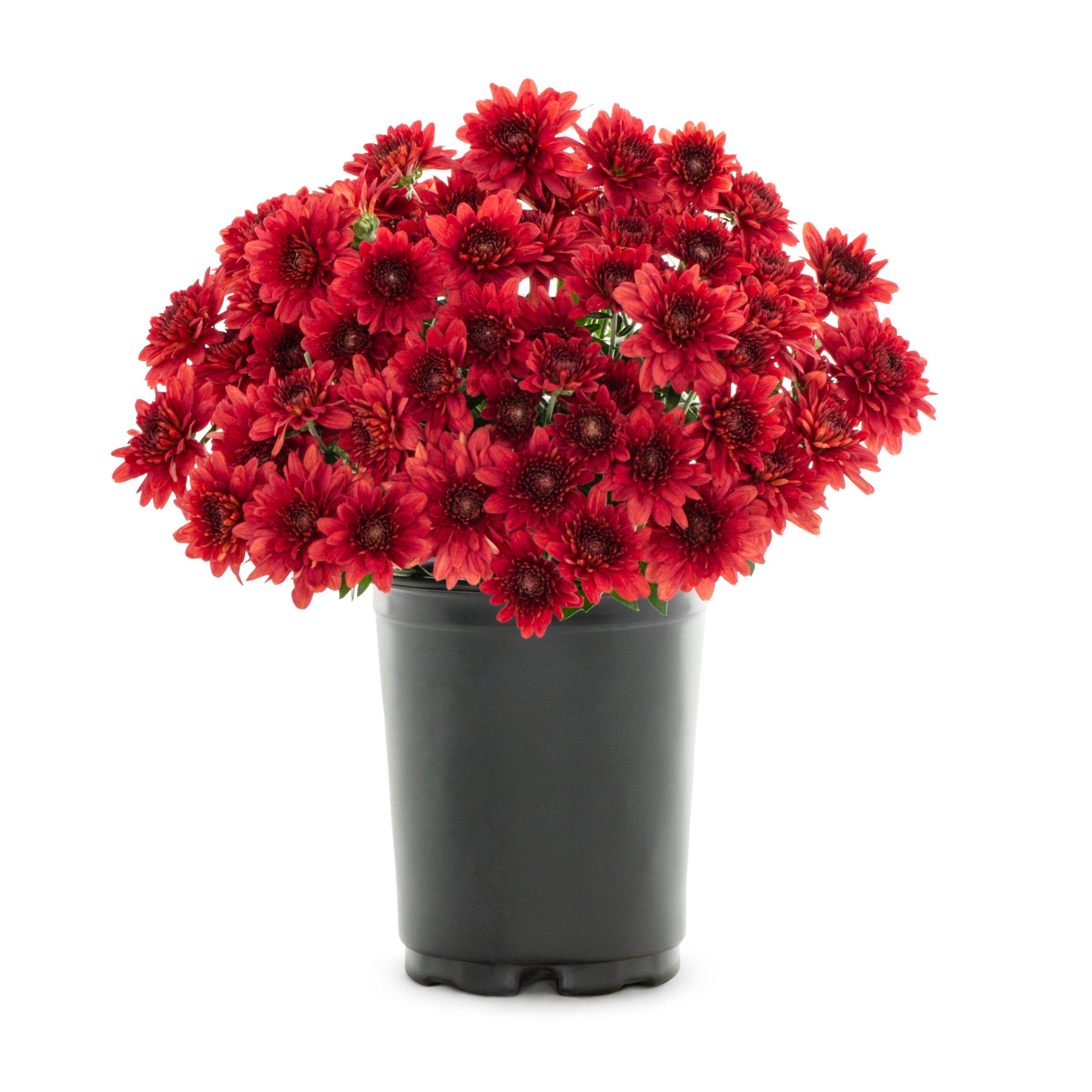 Lowe's NURSERY Red Mum in 1-Quart Pot