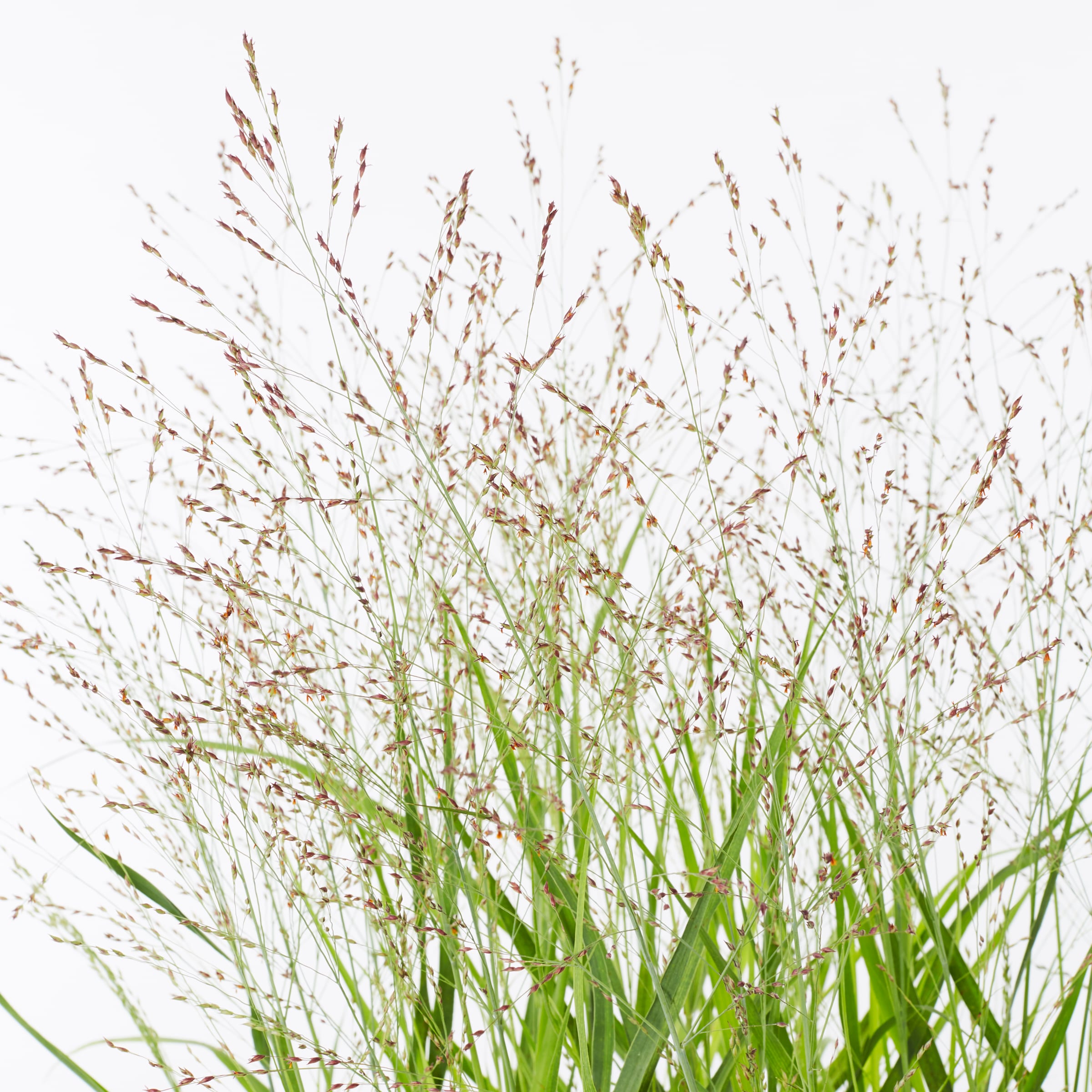 Proven Winners NURSERY perennials - View #2