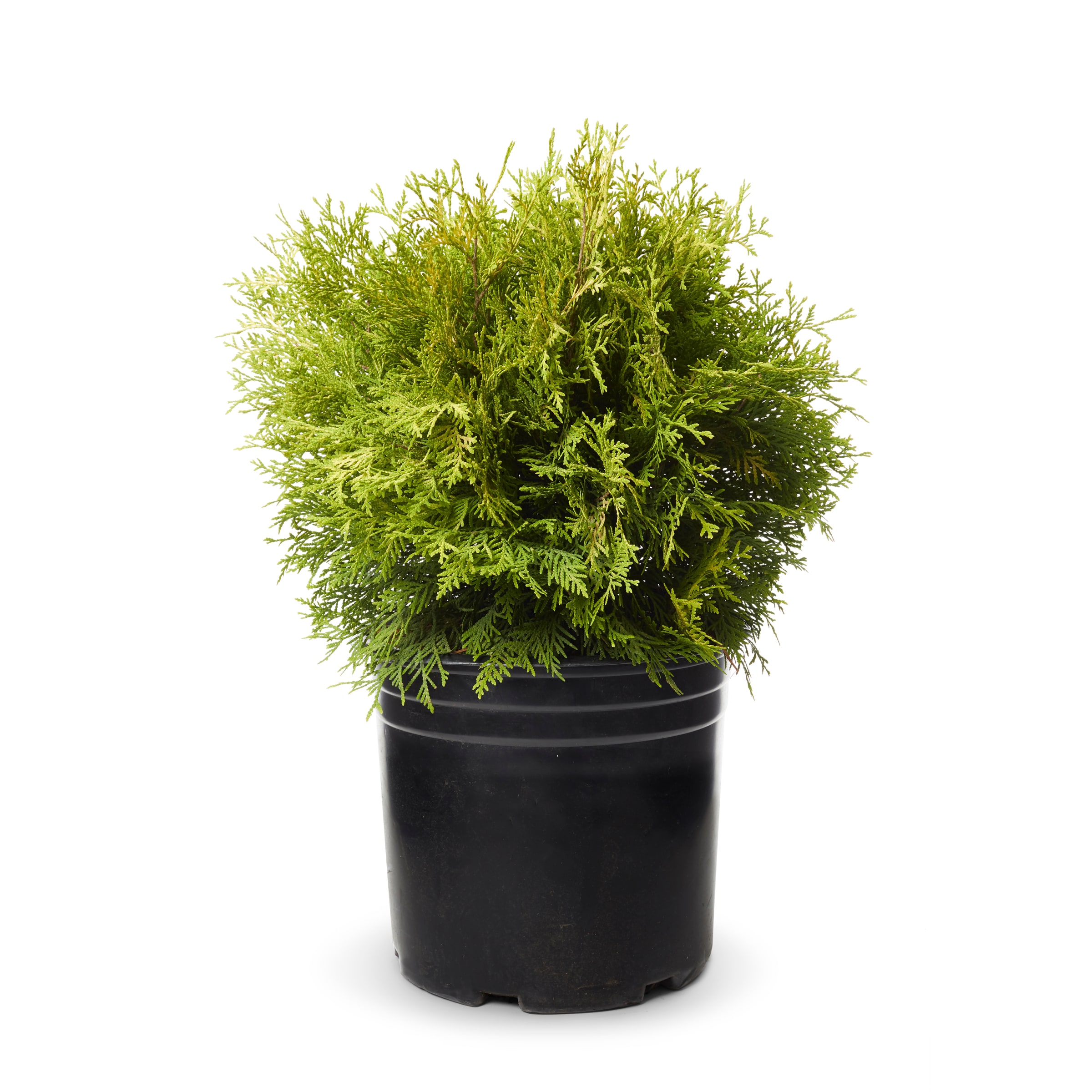 Lowe's Hetz Midget Arborvitae Accent Shrub in 3-Quart Pot in the Shrubs ...