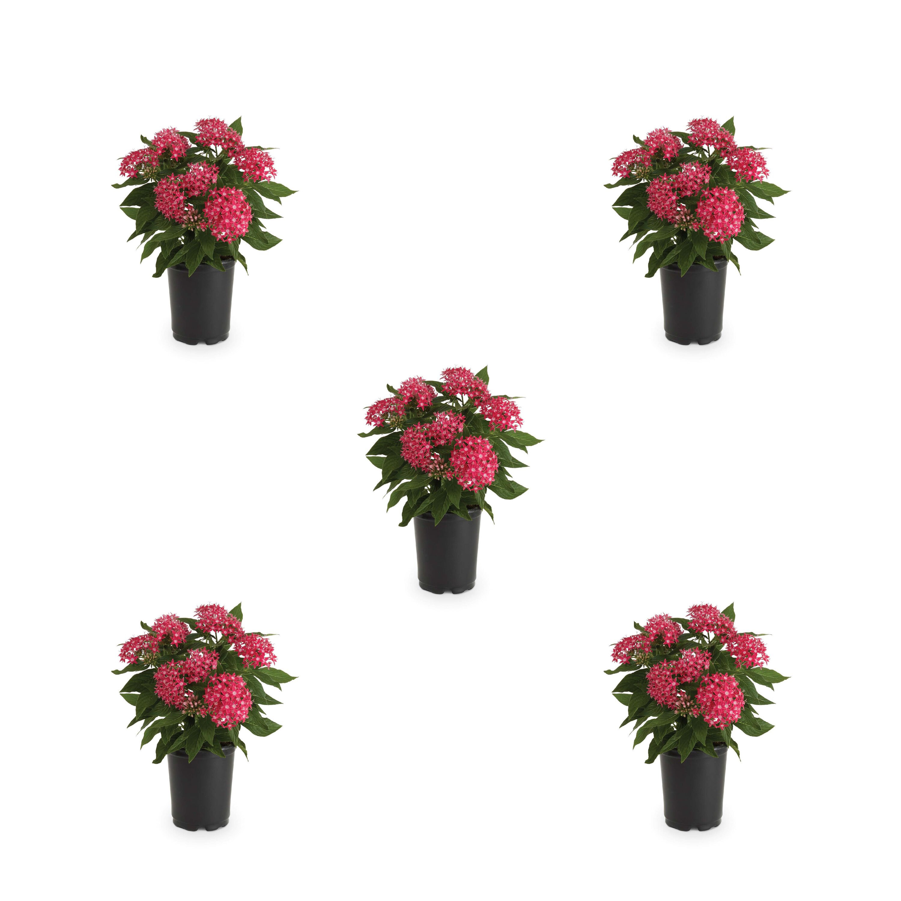 Metrolina Greenhouses 78912 Pink Pentas in 1.5-Pint Pot 5-Pack