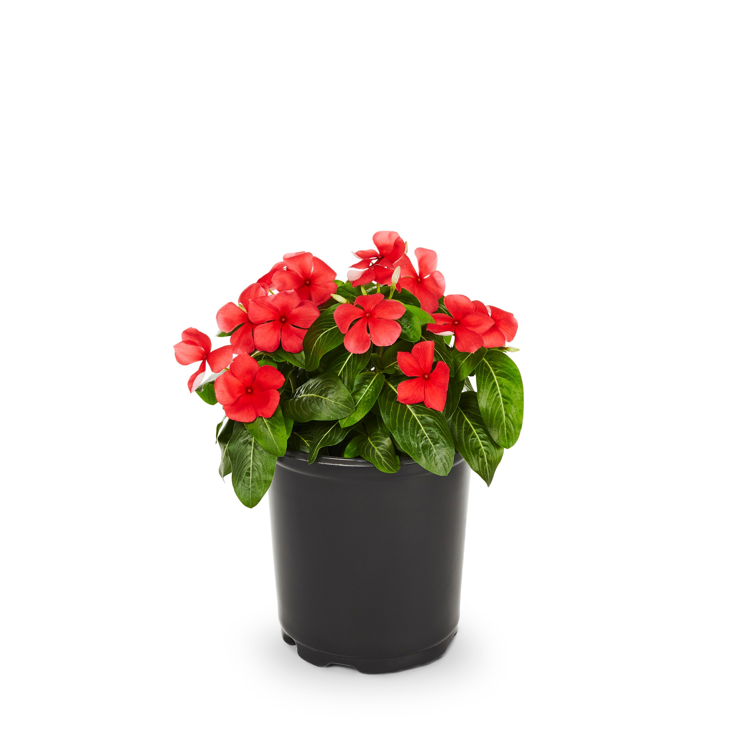 Lowe's Vinca in 2.5-Quart Pot at Lowes.com