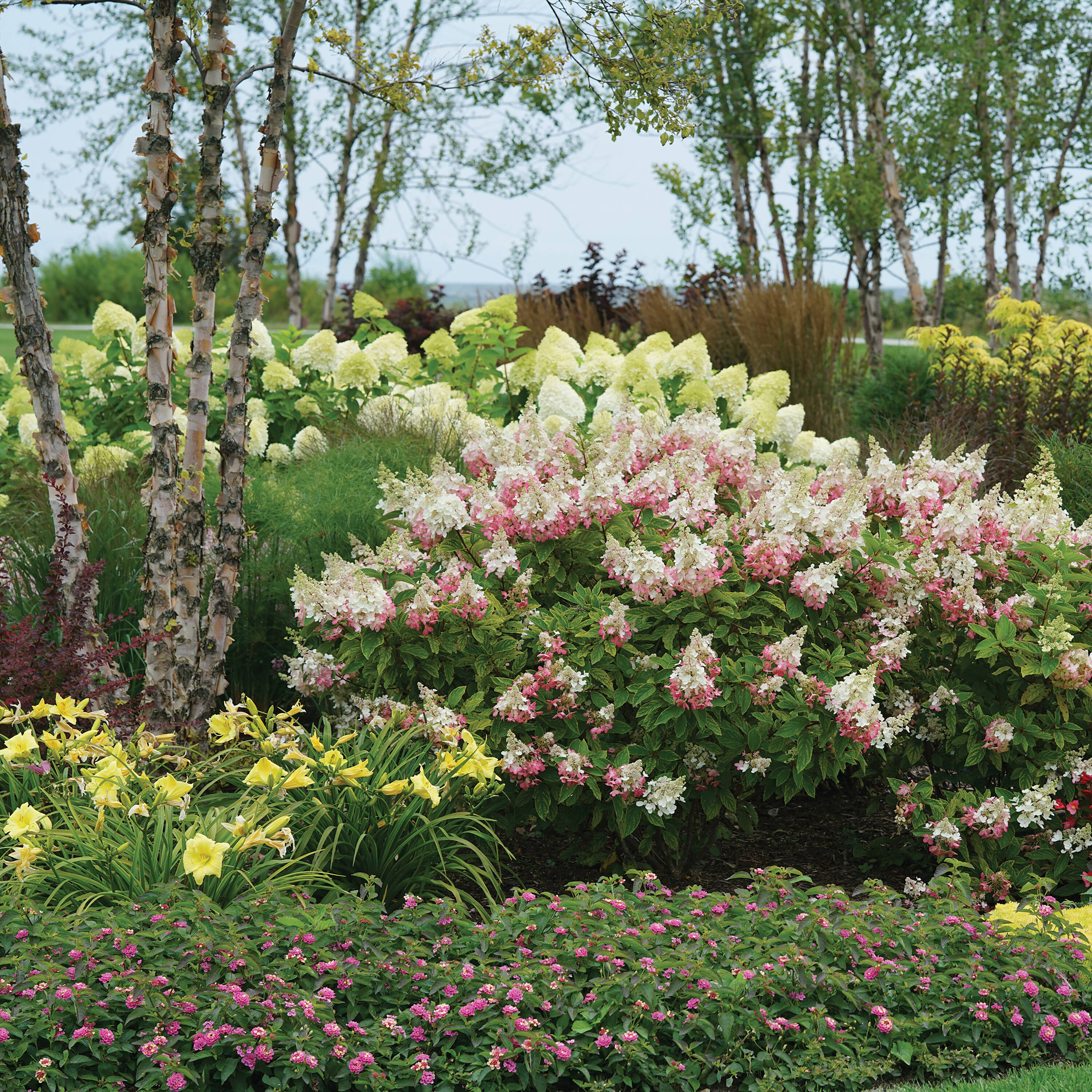 Proven Winners HYDPRC1047800 shrubs - View #4